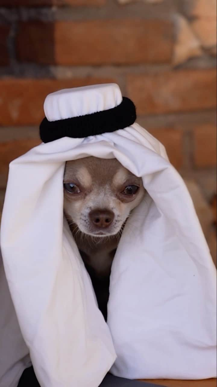 ヘルガ・ラブケティのインスタグラム：「When decided to go to desert 🏜 😅🐶」