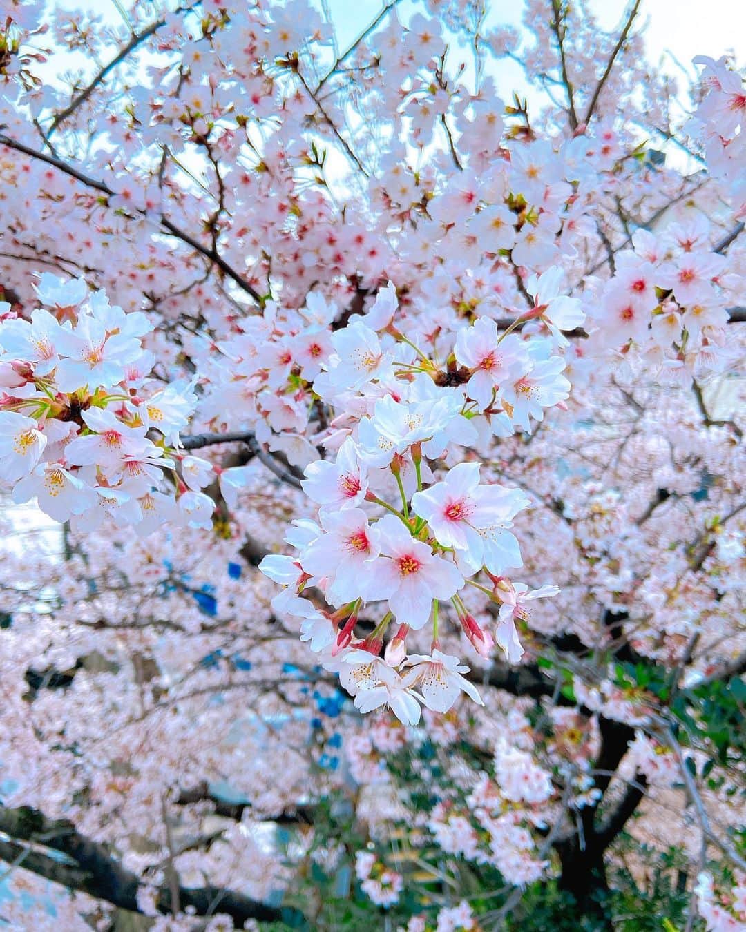 高樹リサさんのインスタグラム写真 - (高樹リサInstagram)「Spring has came😊🌸  #thinkingofyou」4月3日 23時43分 - lisalisa_takagi