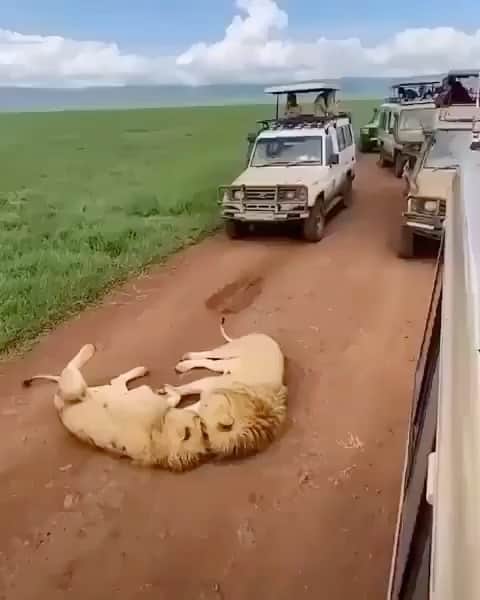 animalsのインスタグラム：「Did you know Tanzania has the largest lion population in the Africa? There is an estimate of 14,000 -15,000 out of 20000 lions in the whole continent. 🦁 How beautiful is this video? 💛 Video by: @visit__tanzania」