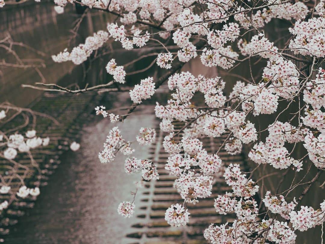小野健斗さんのインスタグラム写真 - (小野健斗Instagram)「🌸 東京の桜はもう散っちゃったかな？ 来年の楽しみがまた１つ増えたね🌸🌸🌸🌸🌸🌸」4月4日 15時33分 - kento_ono