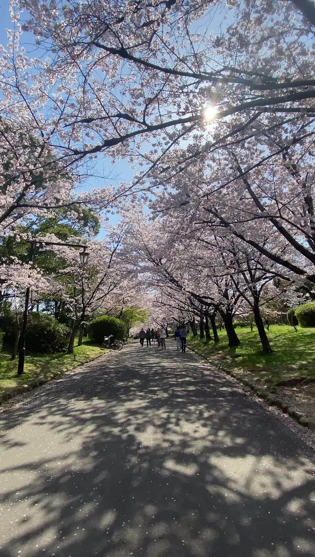 宮崎ともこのインスタグラム：「隣の公園。花見散歩😊 チラチラと花びらが舞い始めた感じかなー🌸」