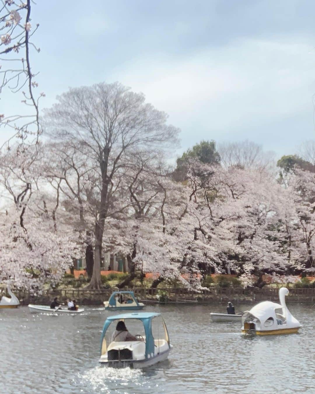 道端カレンのインスタグラム：「桜散っちゃったかな☔️ 🌸🌸🌸🌸🌸 The life of a cherry blossom is very short.」