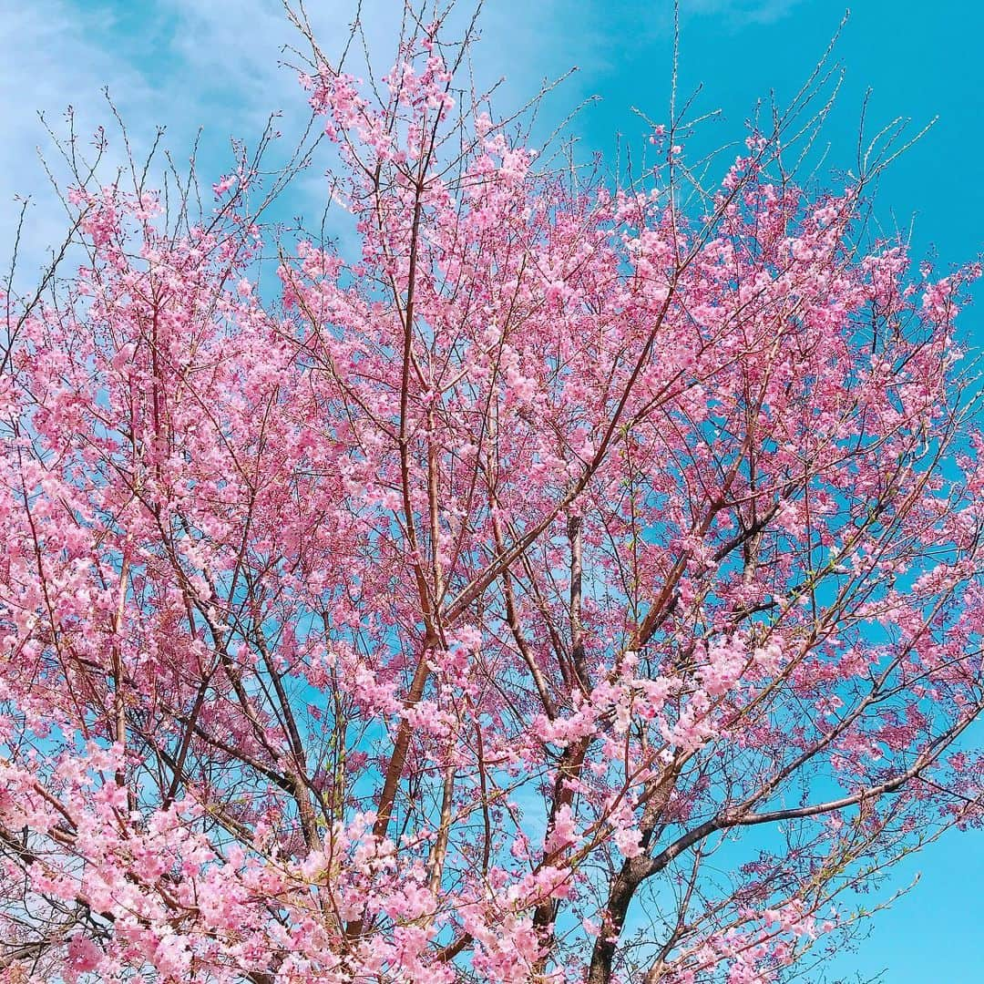 緒方咲さんのインスタグラム写真 - (緒方咲Instagram)「#🌸 . . . . #桜 #春 #spring #sakura #cherryblossoms #さくら #桜の花 #綺麗 #花が好きな人と繋がりたい #ﬂowerstagram #beautiful #landscapephotography #instaflowerlovers #bestflowerspic #instagramjapan #flower #flowers」4月4日 9時20分 - chaaansaki