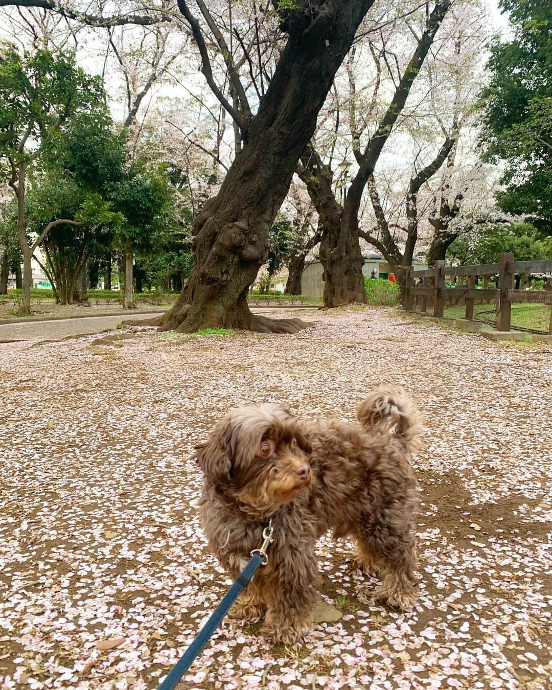 前田典子さんのインスタグラム写真 - (前田典子Instagram)「毎日のお散歩が お花見🌸🌸🌸🌸🌸🌸 #ワン散歩 #いい季節 #さくら　も #桜の絨毯 になりました🌸 ぐっちゃん🐶 だいぶ毛が伸びて フサってきた そろそろトリミングだな✂️  遠くのわんこを目で追って まったくこちらを見てくれない　  #犬#pet#犬のいる暮らし  #チワプー#ミックス犬」4月4日 10時55分 - maenorichang
