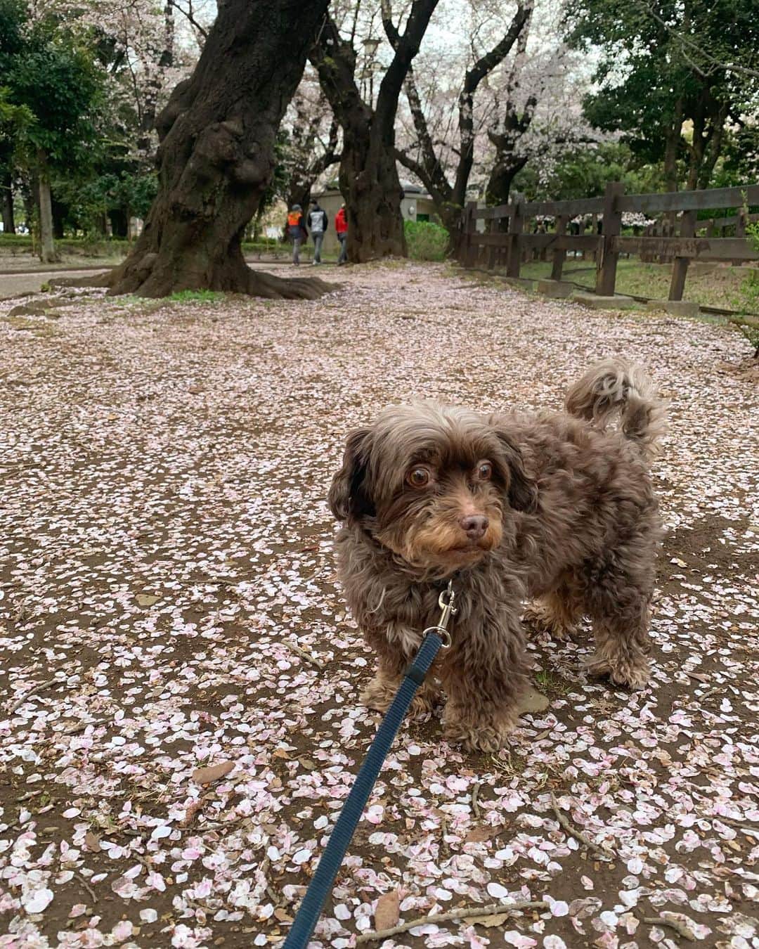前田典子さんのインスタグラム写真 - (前田典子Instagram)「毎日のお散歩が お花見🌸🌸🌸🌸🌸🌸 #ワン散歩 #いい季節 #さくら　も #桜の絨毯 になりました🌸 ぐっちゃん🐶 だいぶ毛が伸びて フサってきた そろそろトリミングだな✂️  遠くのわんこを目で追って まったくこちらを見てくれない　  #犬#pet#犬のいる暮らし  #チワプー#ミックス犬」4月4日 10時55分 - maenorichang