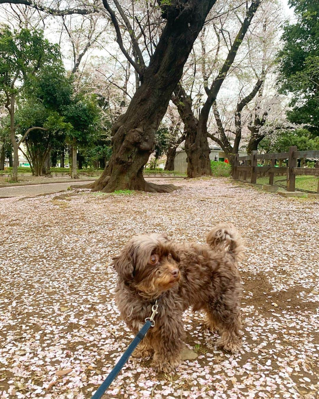 前田典子のインスタグラム