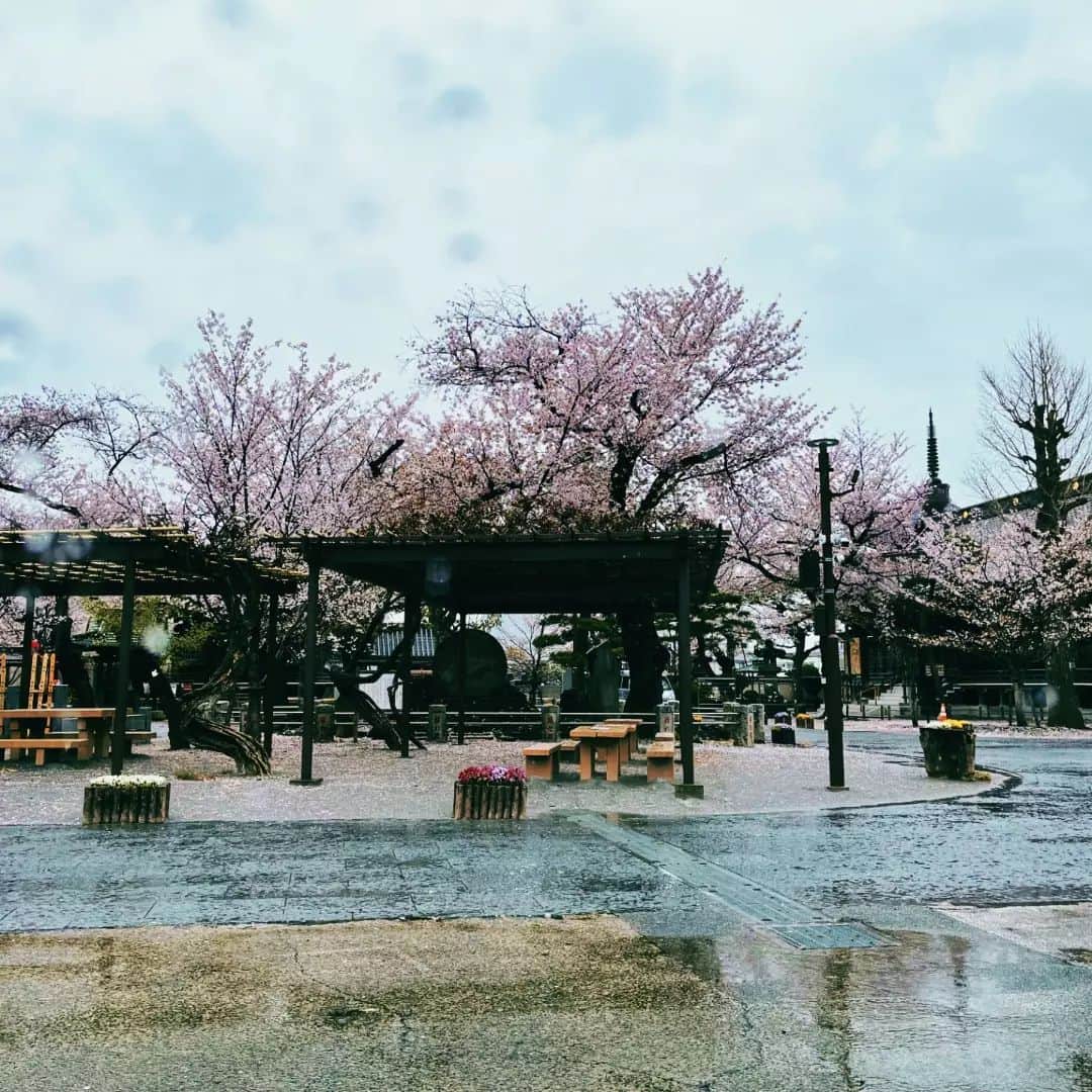 小林幸子さんのインスタグラム写真 - (小林幸子Instagram)「昨日、もう終わっちゃったかなぁ💦と思いながら、近くの祐天寺に‼️  間に合いましたー😊　  旦那様とミニドライブ🚗 　 雨の桜🌸も風情があって素敵でした✨  そんな中、ジャコは寒さに負けて💤  #sachikokobayashi  #小林幸子  #雨の桜  #ご近所ドライブ  #ジャコはお休み  #祐天寺」4月4日 12時00分 - kobayashi_sachiko_5884