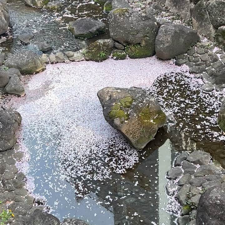 伊集院光のインスタグラム：「桜終了」