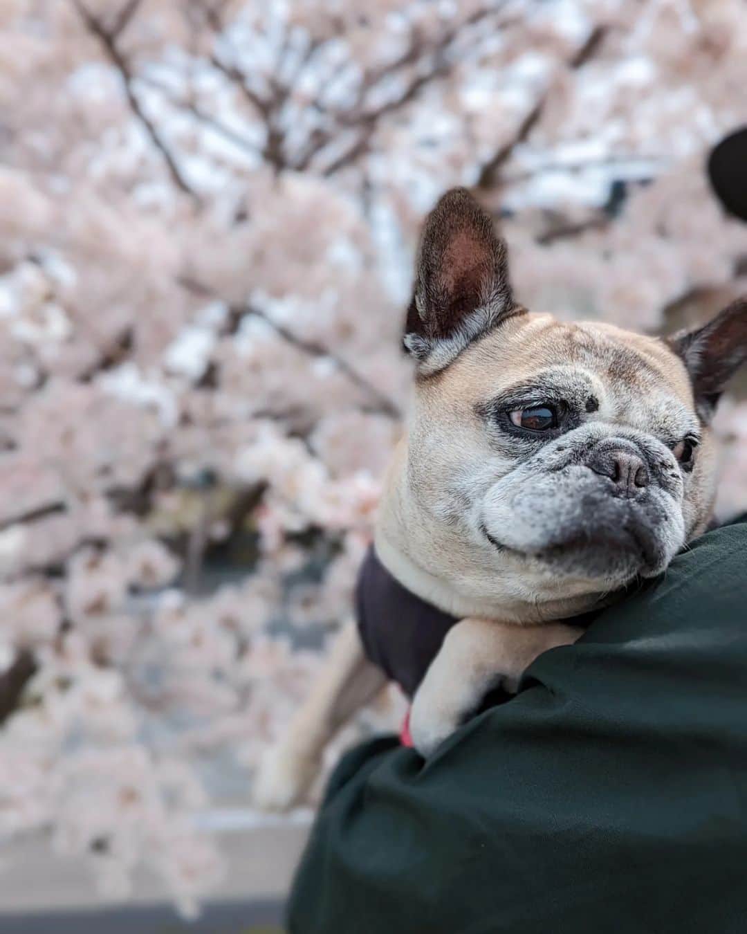 tamiのインスタグラム：「* #マッシュとレノン *  桜の下で🌸  ご機嫌、ご不満、いろいろと入り混じった表情で🥔🐺  * #犬が好き #犬との暮らし#犬のいる暮らし  #保護犬#里親#元保護犬#犬バカ部 #フレンチブルドッグ#雑種犬  #お散歩#花見#花見散歩」