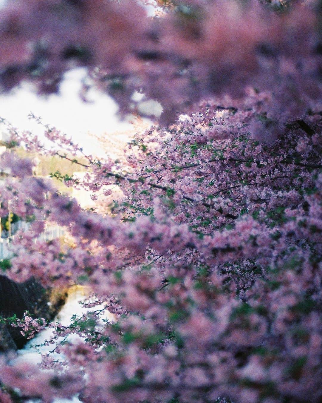 ロンモンロウさんのインスタグラム写真 - (ロンモンロウInstagram)「なんか☔️雨の日に桜が散ってしまうと少し寂しいです 最近いつも🌧️ たくさん晴れたい🌞  （お花の写真にうちのハムスターが入っちゃってごめんなさい🙏，人間だと90歳になって、とても元気です、とりあえず名前がありません）  #film」4月4日 18時25分 - ronmonroe_official