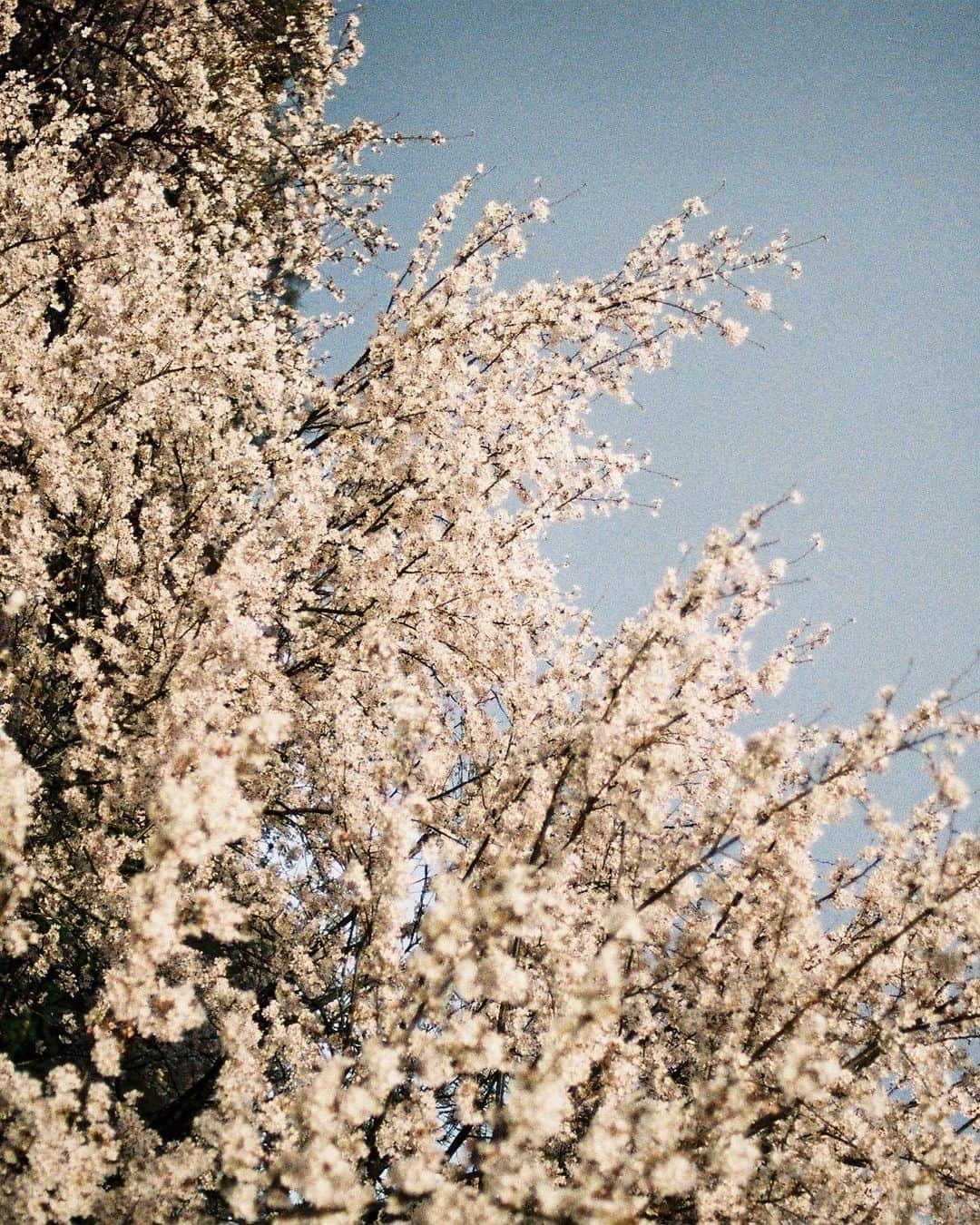 ロンモンロウさんのインスタグラム写真 - (ロンモンロウInstagram)「なんか☔️雨の日に桜が散ってしまうと少し寂しいです 最近いつも🌧️ たくさん晴れたい🌞  （お花の写真にうちのハムスターが入っちゃってごめんなさい🙏，人間だと90歳になって、とても元気です、とりあえず名前がありません）  #film」4月4日 18時25分 - ronmonroe_official