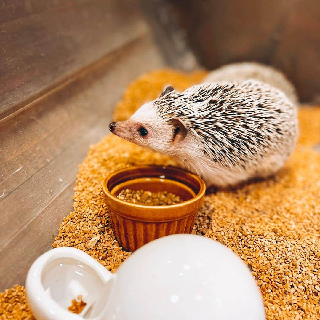 柴崎竜人さんのインスタグラム写真 - (柴崎竜人Instagram)「原宿じゃんがらラーメンの上にはハリネズミが（大量に）住んでいます🦔🦔🦔  #原宿カフェ #ハリネズミカフェ  #ハリネズミカフェharry  #ハリネズミのジレンマは都市伝説 #🦔  #背中とお腹のツンデレ具合がえぐい」4月4日 18時44分 - ryuto_shibazaki