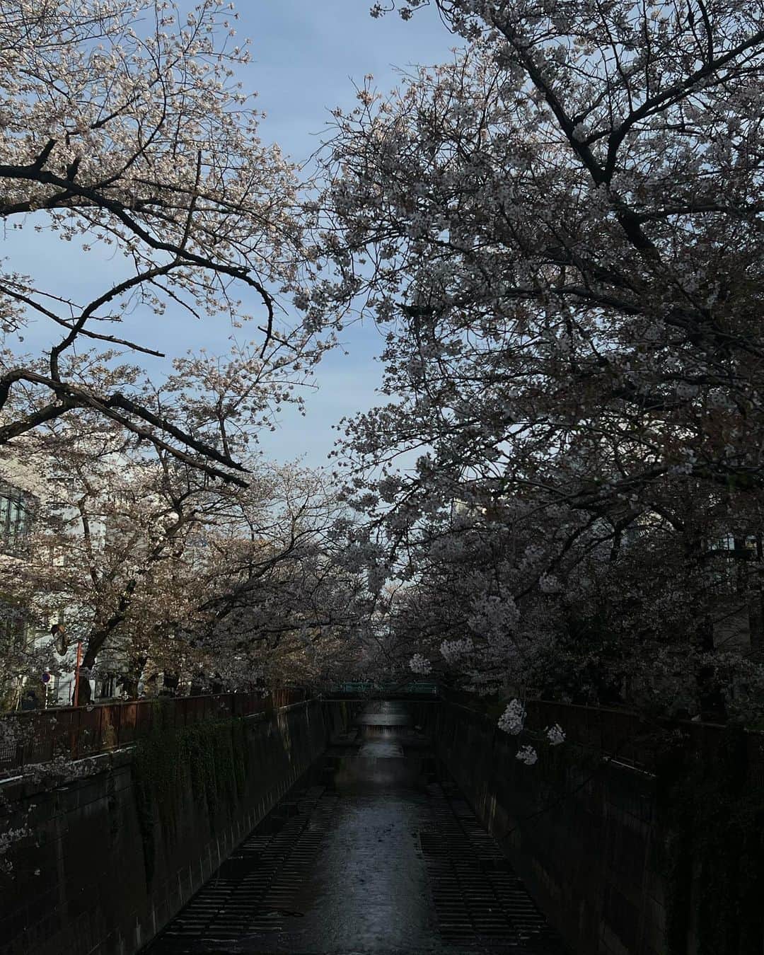 松本恵奈さんのインスタグラム写真 - (松本恵奈Instagram)「🌸」4月4日 18時45分 - ena1123