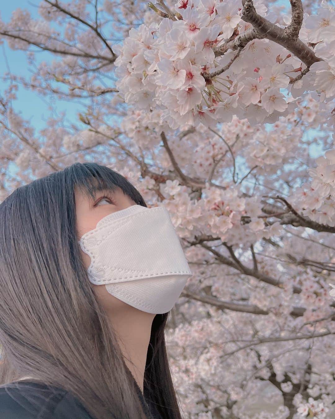 りりりのインスタグラム：「桜きれいやな〜₍ᐢ.ˬ.ᐡ₎   #桜  #春  #綺麗  #素敵便   #ハート押してね」