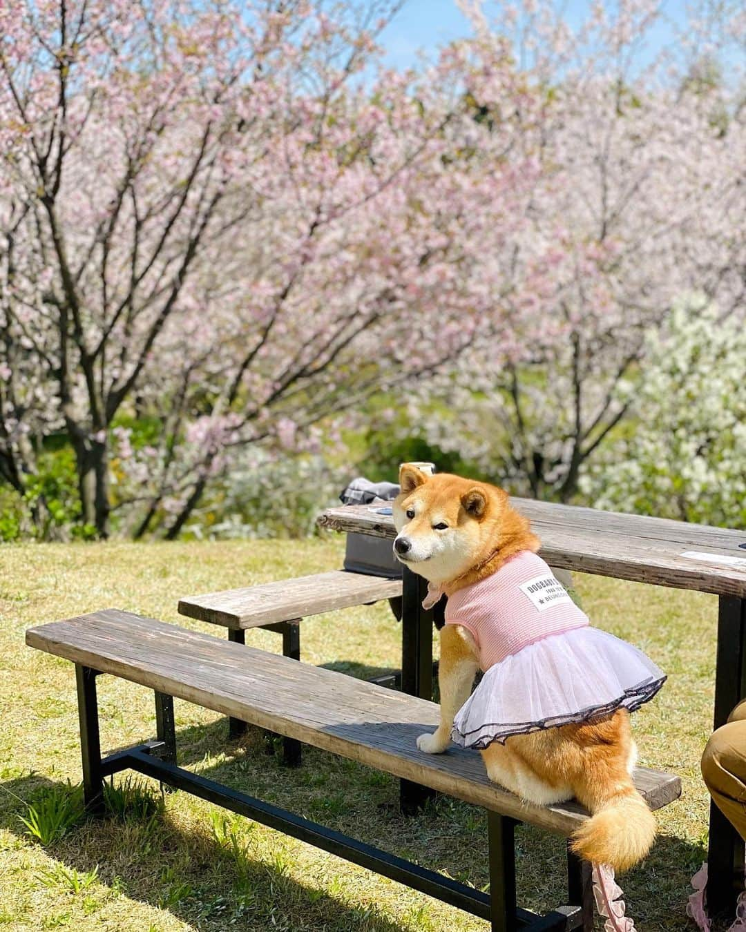 柴犬小雨さんのインスタグラム写真 - (柴犬小雨Instagram)「・ ~日曜日のお出かけPart 2~ ・ ランチは〝櫻2” さんへ🍽 ・ ・ これまで店内でしか食べたことなかったんだけど、七海&虹七ちゃんママ @_saya_fu に 「テラスでわんこと一緒にランチ出来るよ♡」 って教えてもらったので、早速行ってきました! ・ 桜の時期は特に賑わう人気店ですが、テラス席はとっても静か🍃 お花を眺めながらゆっくり味わえました🍛 ・ お店の方も皆さん優しくて 「いい子だねー」 って、いっぱいナデナデしてくれたよ。 小雨さん、尻尾フリフリ嬉しそうでした💕 ・ ・ ランチの後は、お庭をお散歩させてもらったよ🐕 お花や緑がいっぱいでとっても素敵なんです...🌸🌿 ・ ・ 次回へ続くよー↪️ ・ ・ ・ #shiba_snap #shibamania #petstagram #dog  #shibadog #petstagram #pet #shiba #shibainu #shibaaaaainu #shibastagram #pecoいぬ部 #dogstagram #子犬#仔犬#狗 #犬のいる暮らし #犬のいる生活 #こいぬ#いぬのきもち #豆柴#まめしば#しばいぬ #9gag #しばけん #ペット#小狗#柴犬#犬#柴犬小雨#シバイヌ」4月4日 20時31分 - fuji_jun1205