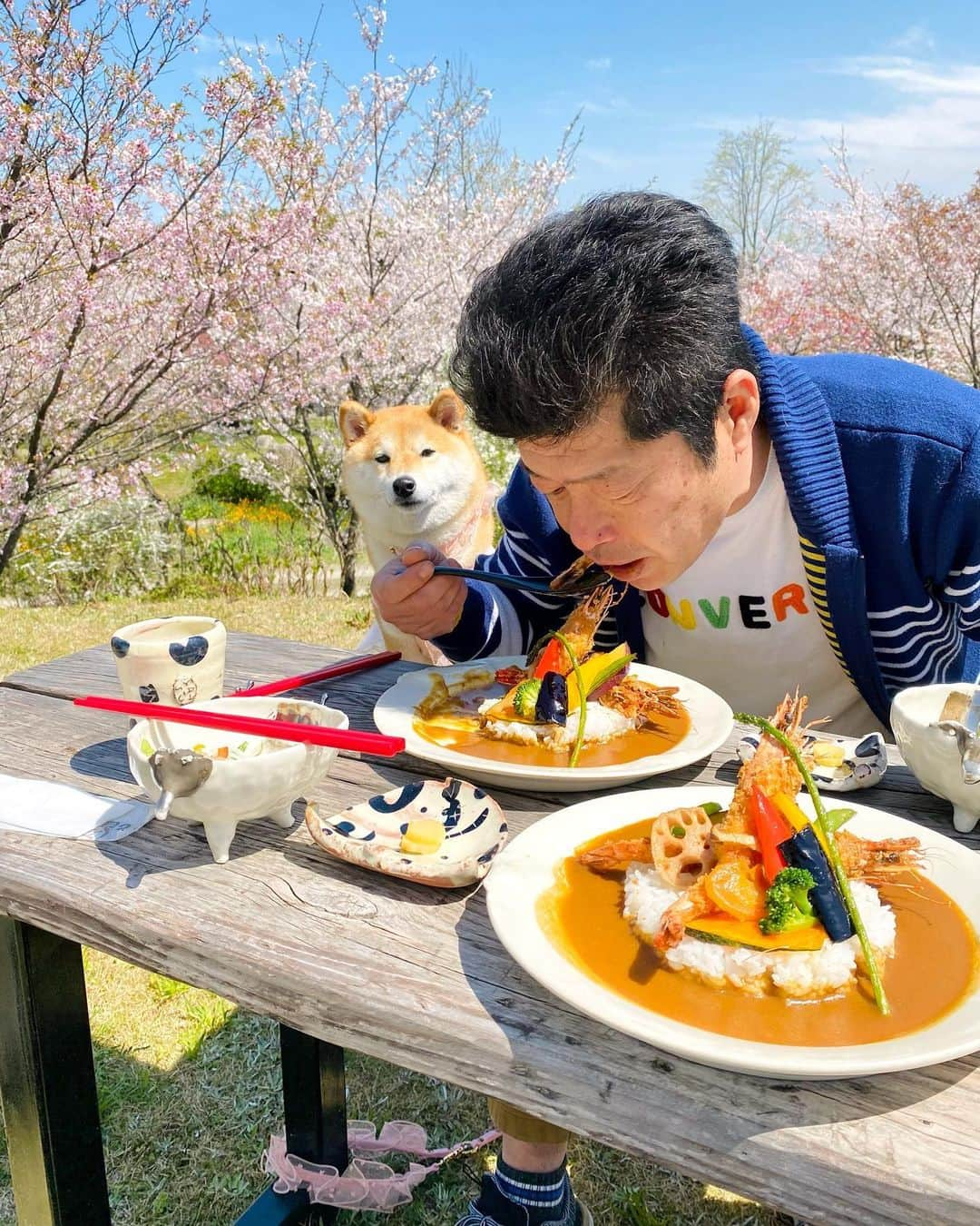 柴犬小雨さんのインスタグラム写真 - (柴犬小雨Instagram)「・ ~日曜日のお出かけPart 2~ ・ ランチは〝櫻2” さんへ🍽 ・ ・ これまで店内でしか食べたことなかったんだけど、七海&虹七ちゃんママ @_saya_fu に 「テラスでわんこと一緒にランチ出来るよ♡」 って教えてもらったので、早速行ってきました! ・ 桜の時期は特に賑わう人気店ですが、テラス席はとっても静か🍃 お花を眺めながらゆっくり味わえました🍛 ・ お店の方も皆さん優しくて 「いい子だねー」 って、いっぱいナデナデしてくれたよ。 小雨さん、尻尾フリフリ嬉しそうでした💕 ・ ・ ランチの後は、お庭をお散歩させてもらったよ🐕 お花や緑がいっぱいでとっても素敵なんです...🌸🌿 ・ ・ 次回へ続くよー↪️ ・ ・ ・ #shiba_snap #shibamania #petstagram #dog  #shibadog #petstagram #pet #shiba #shibainu #shibaaaaainu #shibastagram #pecoいぬ部 #dogstagram #子犬#仔犬#狗 #犬のいる暮らし #犬のいる生活 #こいぬ#いぬのきもち #豆柴#まめしば#しばいぬ #9gag #しばけん #ペット#小狗#柴犬#犬#柴犬小雨#シバイヌ」4月4日 20時31分 - fuji_jun1205