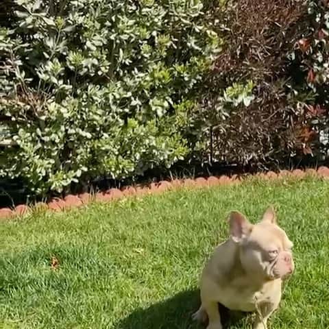 Oprahnbooのインスタグラム：「Rojo. ayat,bb,voco,Dd,merle. #dogsofinstagram #dogsofinsta #dog #frenchbulldog #dogsoftheworld #tag#share」