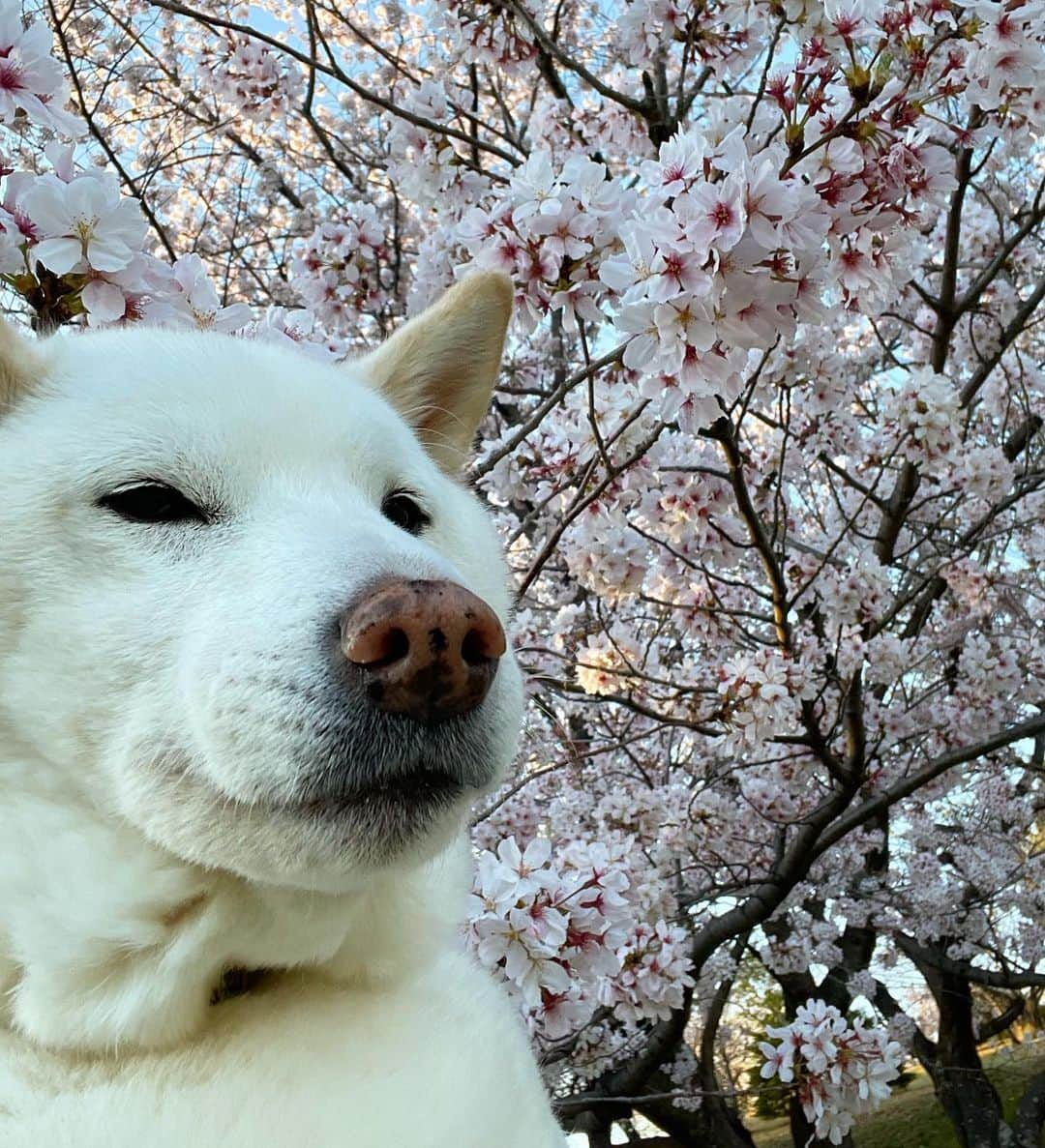 さなのインスタグラム