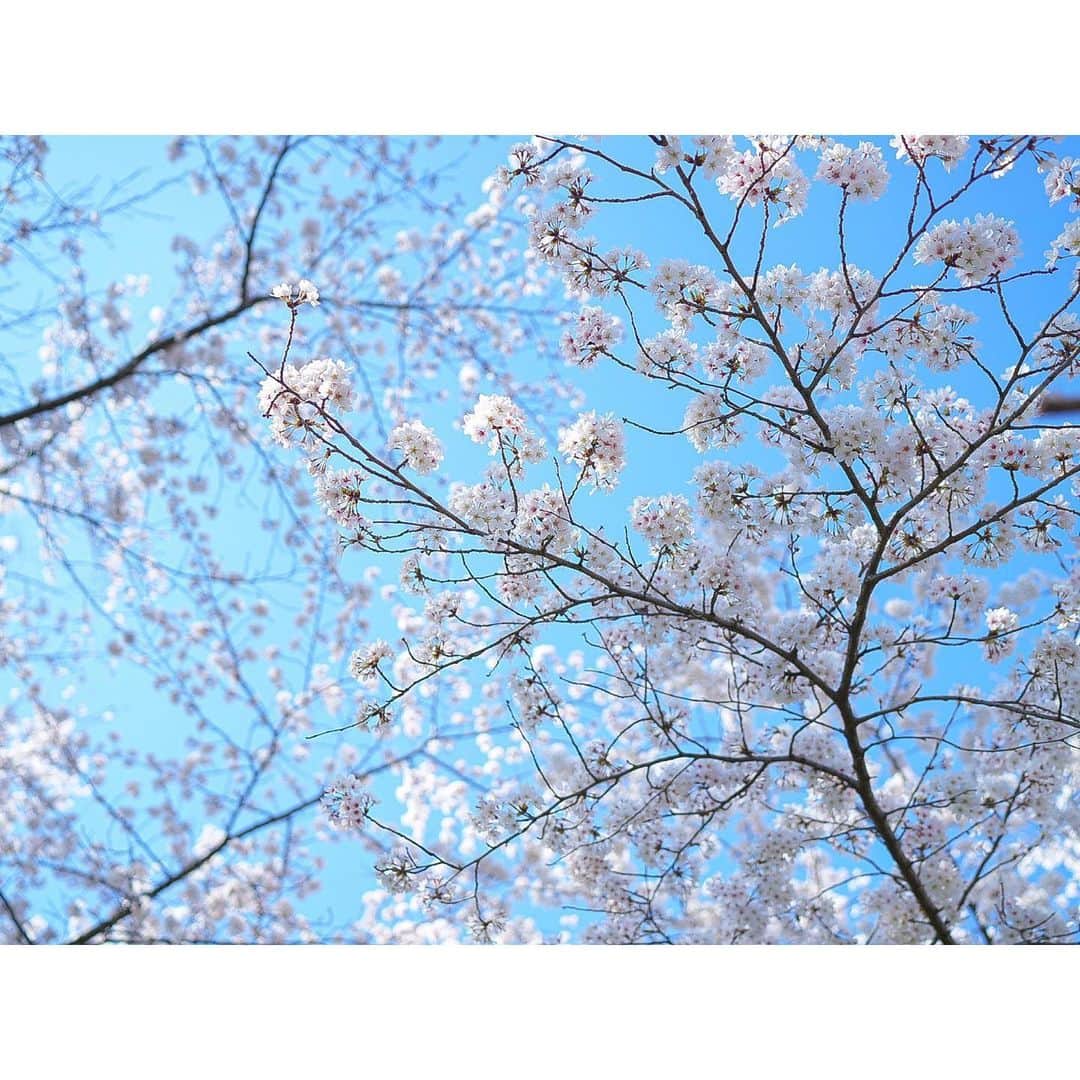 石井美保さんのインスタグラム写真 - (石井美保Instagram)「満開のタイミングでお花見できて、大満足。」4月4日 20時59分 - miho_ishii