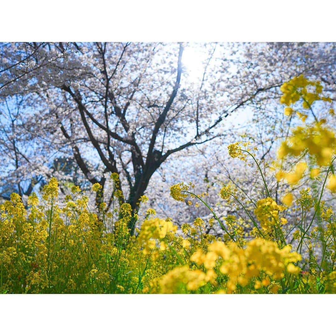 石井美保さんのインスタグラム写真 - (石井美保Instagram)「満開のタイミングでお花見できて、大満足。」4月4日 20時59分 - miho_ishii