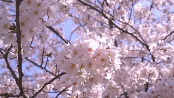 のインスタグラム：「作詞 作曲 : Kecori / 桜色 この季節に沢山聴いてね。 これは1番好きな大サビの部分。  全部が手作りの桜色✨🌸 春は明るくて華やかだけど切ないのも春。 自分の描いた春がみなまさに届きますよーに。是非感想も待ってます✨ フルはYouTubeへ♪♪  動画編集 : けこり  編曲 撮影協力 @ogurakenji  毎度の小椋さん素敵なアレンジありがとうございました。  #桜色#作詞作曲Kecori#けこり#オリジナル曲」
