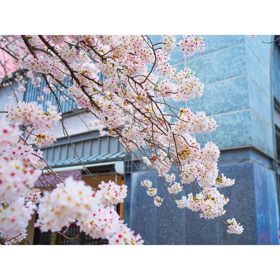 石井美保さんのインスタグラム写真 - (石井美保Instagram)「絵画みたいに切り取れる京都の桜。1枚目なんて、そのまま羊羹になりそう🌸 春の京都はよく訪れますが、ここまでドンピシャに開花時期に来られたのは初。来年もまた😌」4月4日 21時42分 - miho_ishii