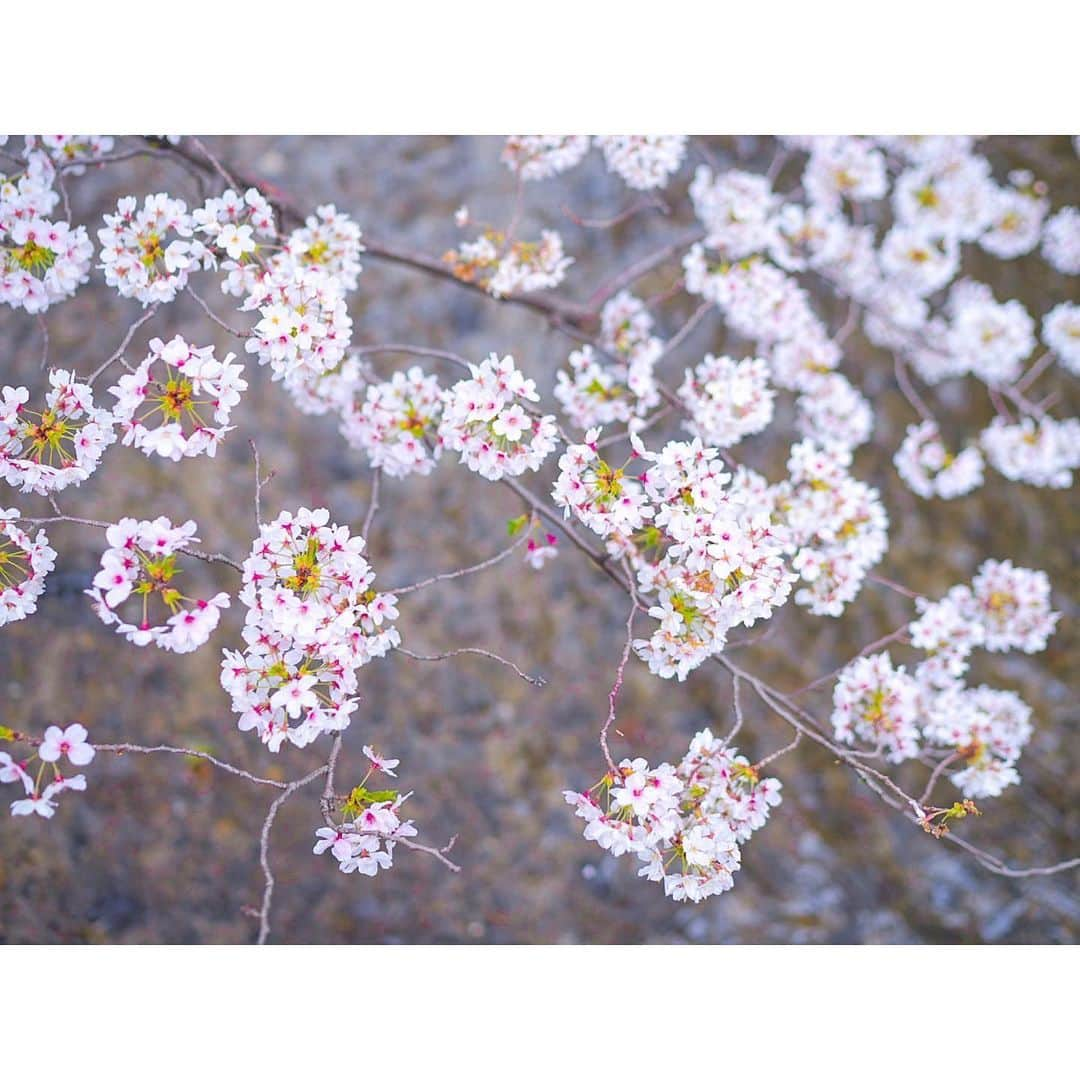 石井美保さんのインスタグラム写真 - (石井美保Instagram)「絵画みたいに切り取れる京都の桜。1枚目なんて、そのまま羊羹になりそう🌸 春の京都はよく訪れますが、ここまでドンピシャに開花時期に来られたのは初。来年もまた😌」4月4日 21時42分 - miho_ishii