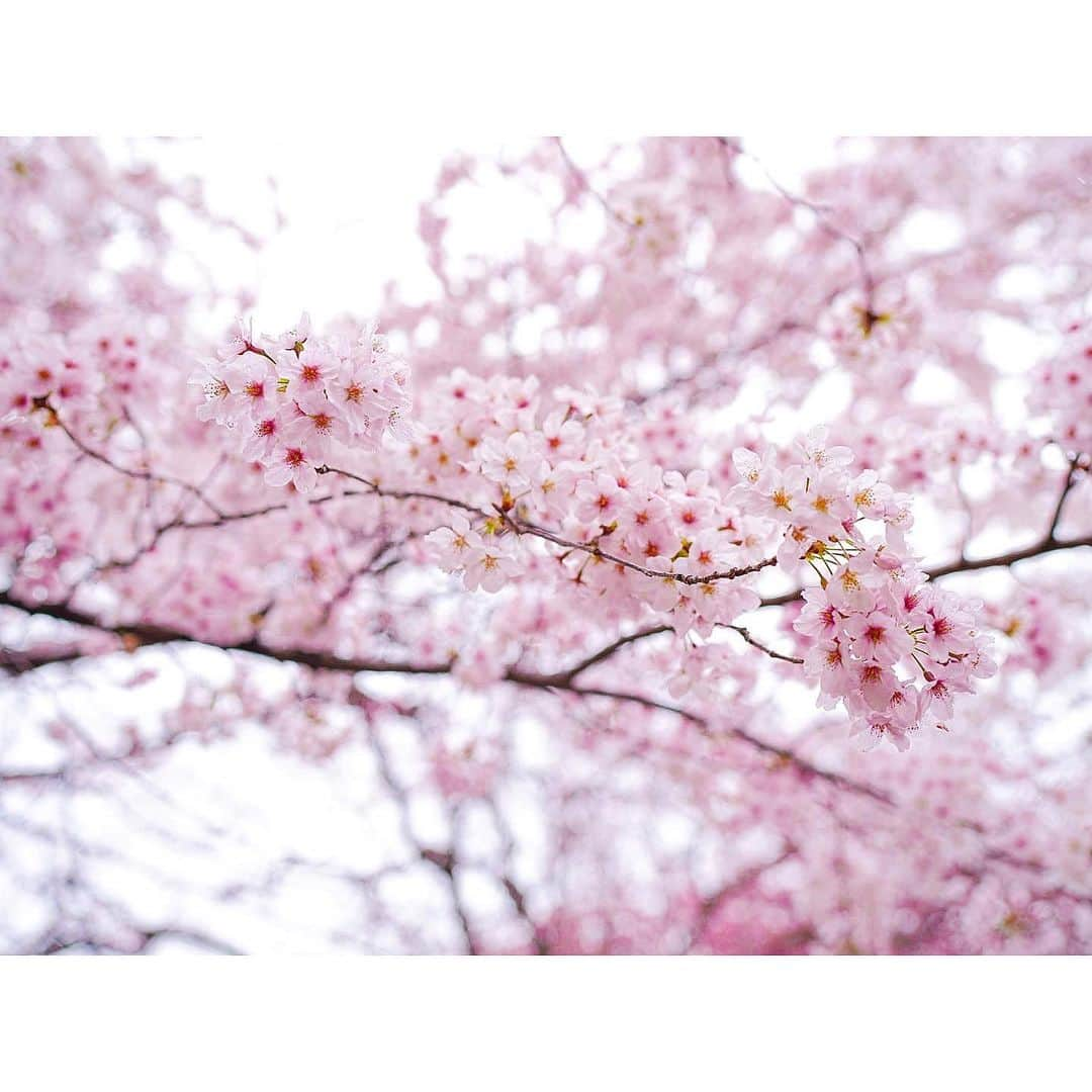 石井美保さんのインスタグラム写真 - (石井美保Instagram)「絵画みたいに切り取れる京都の桜。1枚目なんて、そのまま羊羹になりそう🌸 春の京都はよく訪れますが、ここまでドンピシャに開花時期に来られたのは初。来年もまた😌」4月4日 21時42分 - miho_ishii