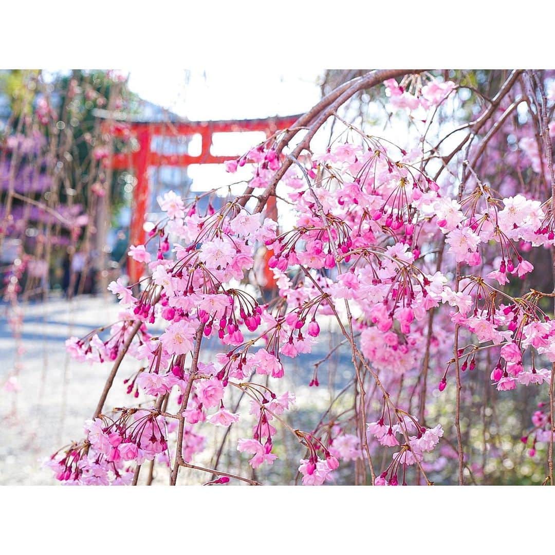 石井美保さんのインスタグラム写真 - (石井美保Instagram)「絵画みたいに切り取れる京都の桜。1枚目なんて、そのまま羊羹になりそう🌸 春の京都はよく訪れますが、ここまでドンピシャに開花時期に来られたのは初。来年もまた😌」4月4日 21時42分 - miho_ishii