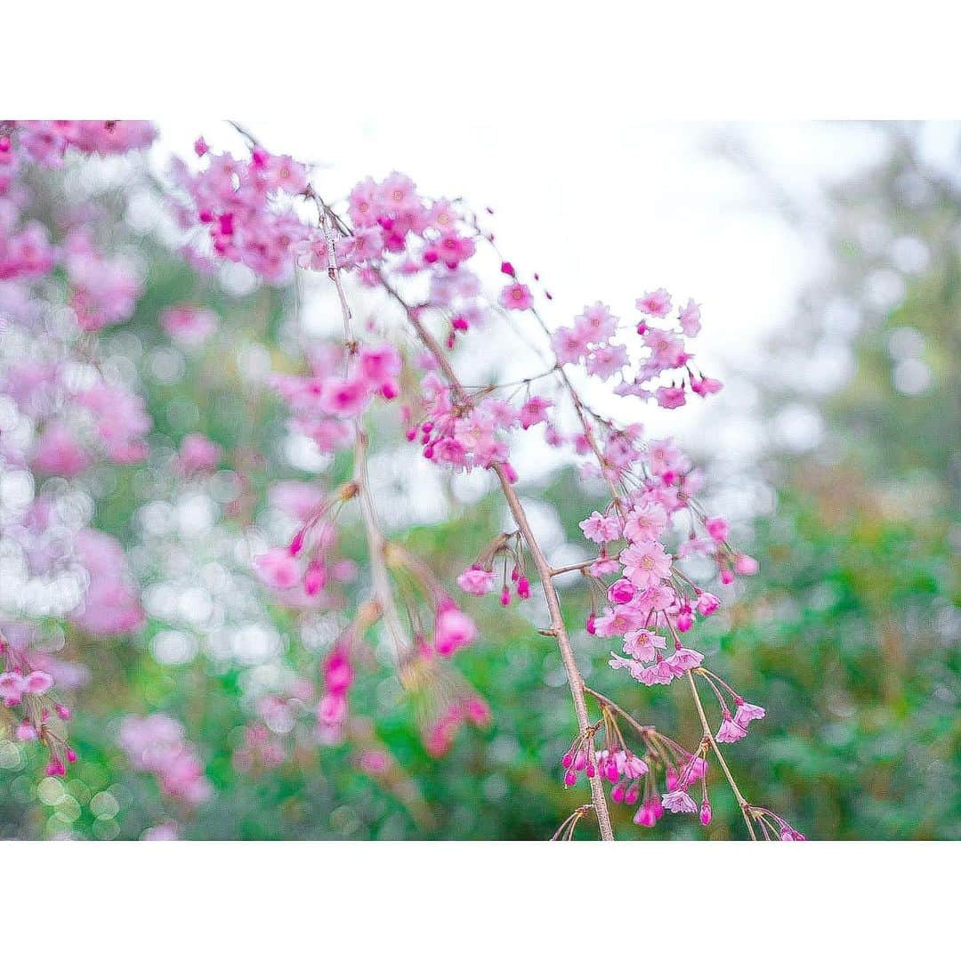 石井美保さんのインスタグラム写真 - (石井美保Instagram)「絵画みたいに切り取れる京都の桜。1枚目なんて、そのまま羊羹になりそう🌸 春の京都はよく訪れますが、ここまでドンピシャに開花時期に来られたのは初。来年もまた😌」4月4日 21時42分 - miho_ishii