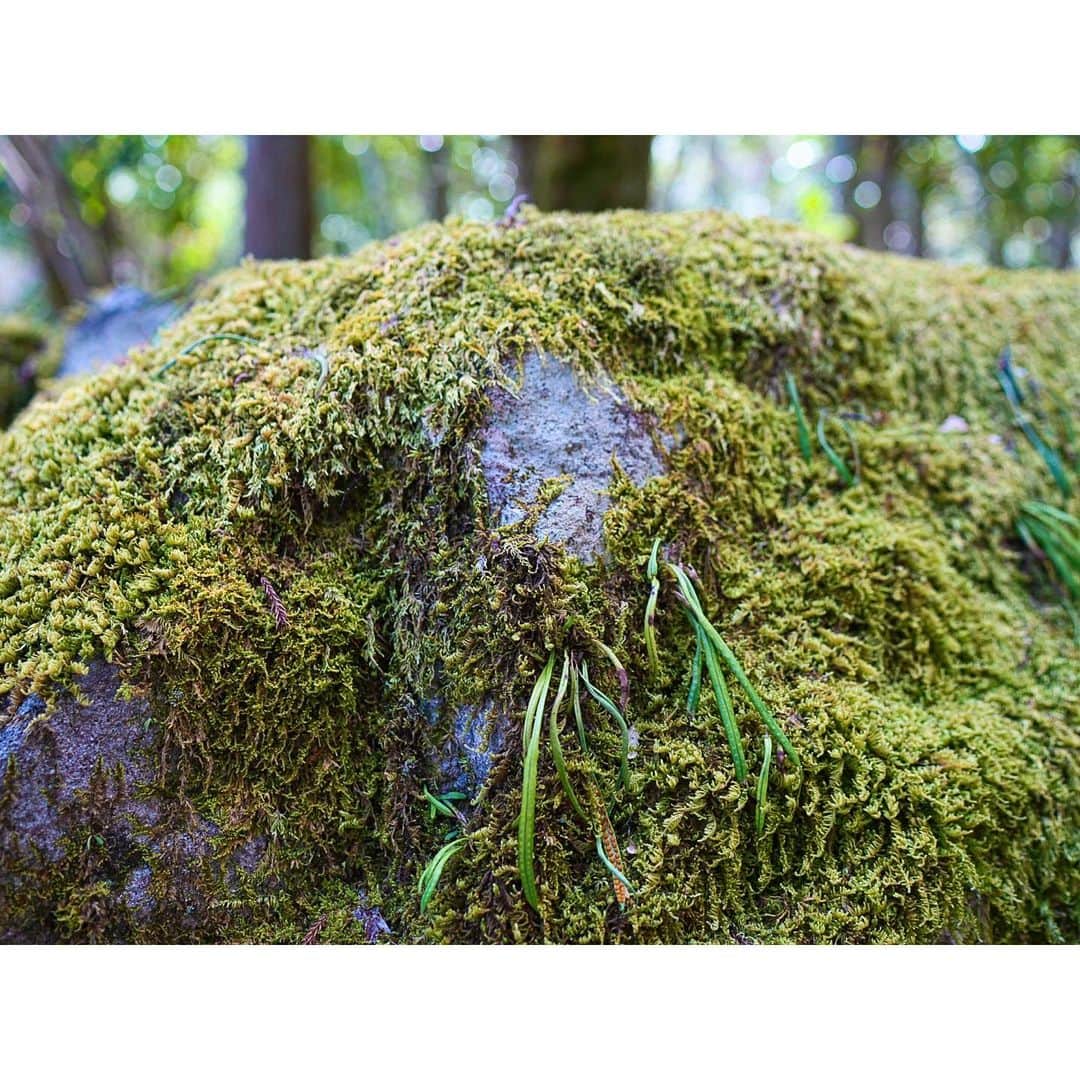 石井美保さんのインスタグラム写真 - (石井美保Instagram)「苔の広がる森が好きすぎてAMAN Kyoto再訪。緑と会話するだけの時間。何も考えない非日常を過ごせました。#mihoishii_京都」4月4日 22時10分 - miho_ishii