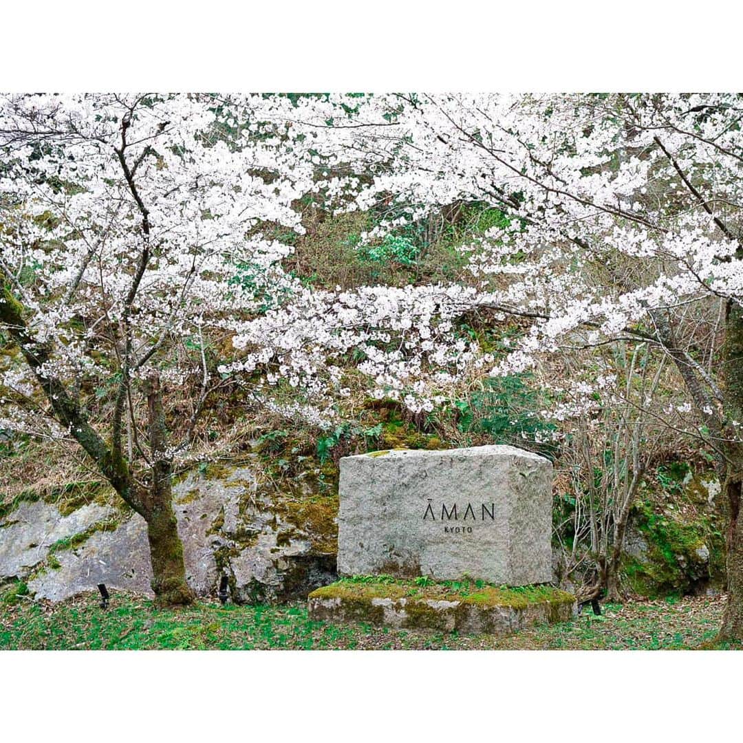 石井美保さんのインスタグラム写真 - (石井美保Instagram)「苔の広がる森が好きすぎてAMAN Kyoto再訪。緑と会話するだけの時間。何も考えない非日常を過ごせました。#mihoishii_京都」4月4日 22時10分 - miho_ishii