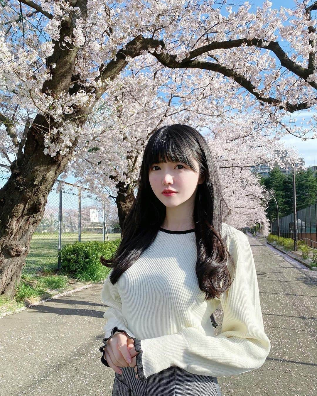 のインスタグラム：「桜の季節だよ〜🌸 ・ ・ ・ みんなに四季感じさせる担当！ ・  ・  ・  #桜  #お花見  #真っ白なキャンバス  #白キャン  #小野寺梓」