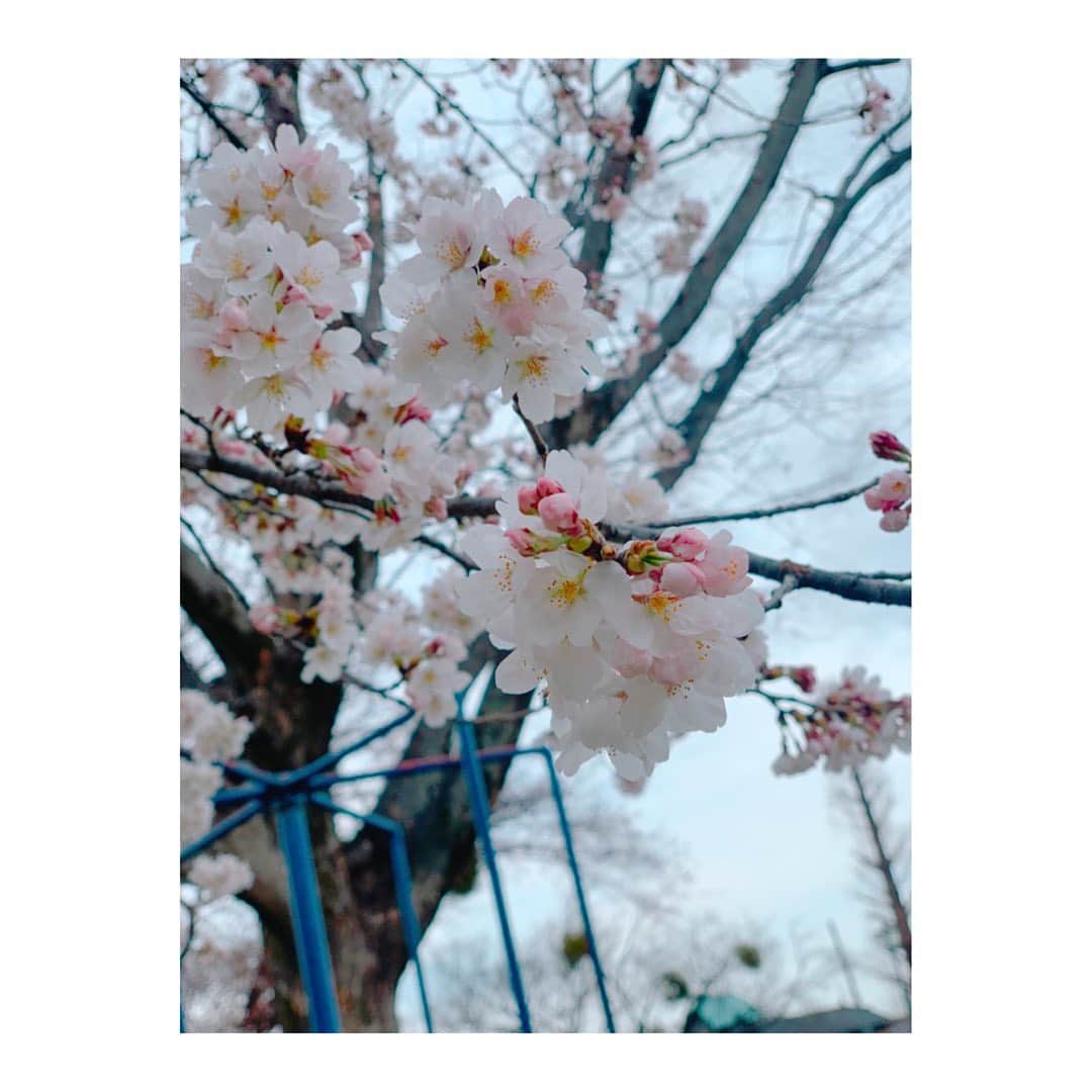 吉岡里帆さんのインスタグラム写真 - (吉岡里帆Instagram)「昨日は"しずかちゃんとパパ"第4話 ありがとうございました。  大好きな多江さんと🌸 春ですね。  @taekimura_official   #ドラマ　#しずかちゃんとパパ」4月4日 22時35分 - riho_yoshioka
