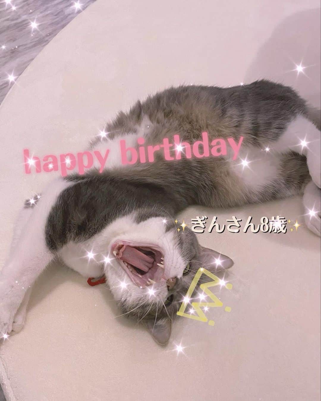 のインスタグラム：「. . . うちの愛猫ぎんさん❣️🐱 . . 今日で8歳になりました🥰 . 8年も一緒にいると本当に家族同然で、思い返すと色んな想いがふつふつと湧き上がります...😌 . . 人懐っこくて優しくて、私が寝たら布団入ってくるし、私が起きたら起きるし、帰ってきたらいつも玄関でお出迎えしてくれるぎんさんが大好き🐱❤️ . 長生きしてよね‼️💗😡 . . これからもずっと相棒です🥰 . . おとよと、ぎんさん、これからもよろしくお願いします🤲🥺💗 . . . #猫 #愛猫 #ぎんさん #猫好き #動物好き #猫のいる暮らし #猫スタグラム #猫がいる幸せ」