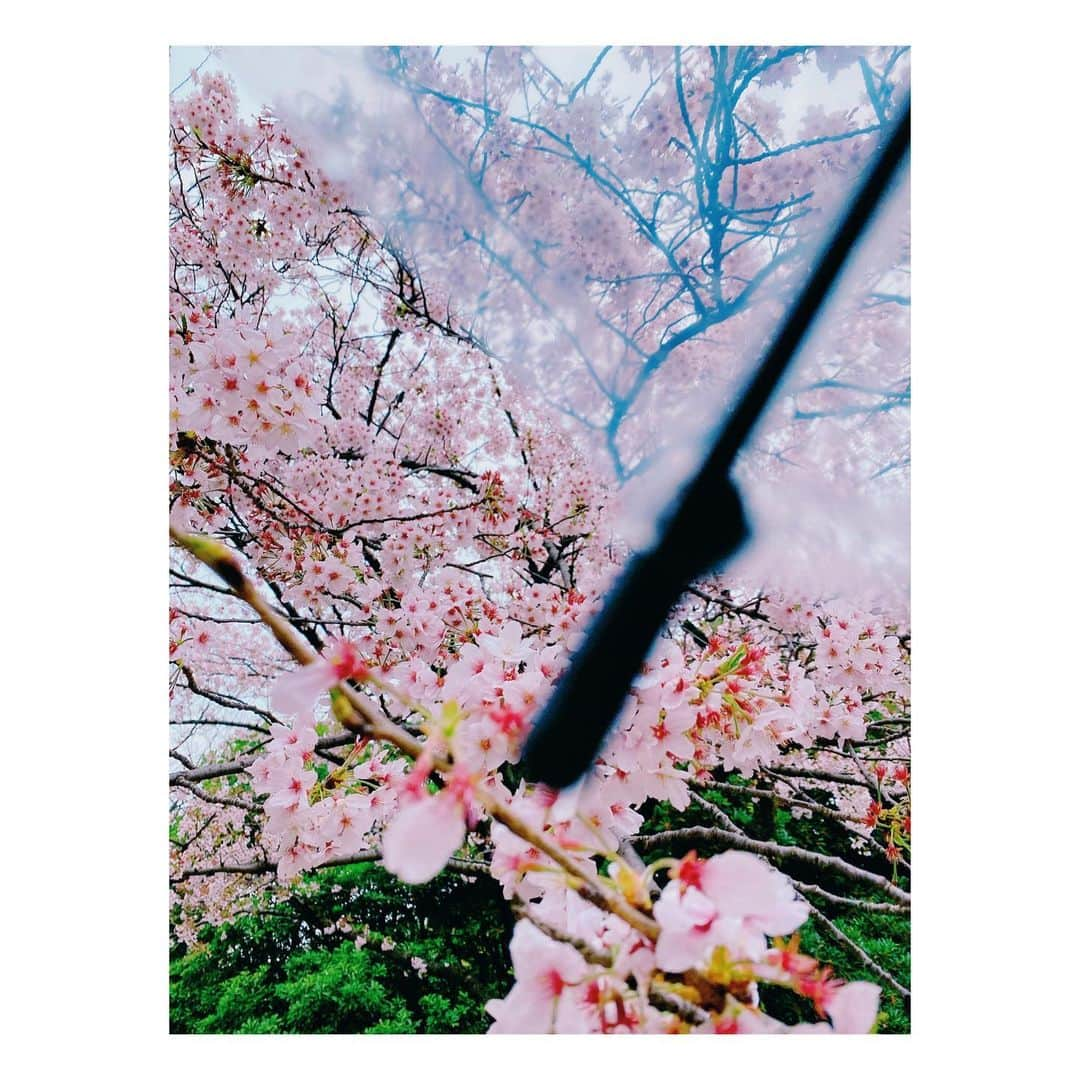 佐藤聡美のインスタグラム：「* * * *  花冷えってやつですね。  皆さまいかがお過ごしですか？？  私は、最近若手のお笑い芸人さんが出ている番組を見て その中でどハマりした芸人さん達のYouTubeで ネタを見て大笑いしたり、我が家でそのコントを再現したり なんやかんや楽しく過ごしています🍮でへへ。  そんなこんなてんやわんやで 季節外れの寒さや雨に どんよりしてしまいがちですが 外に出てみたら、雨の桜も それはそれで素敵でした。  もちろん、晴れた日の桜も🌸  * *  今年も、そろそろ見納めでしょうか。  地面に、桜の花びらが絨毯みたいに 落ちているのを見ると なんとも言えない気持ちになります。  散っちゃうの、はやい…！ はやすぎるよねぇ…！！  東北の人間だから そう感じるのでしょうか🤔  むこうは、桜が咲くのが 東京よりも遅かった気がしています。  何が言いたいかっていうと、つまり  花で季節を感じられるの最高！  ＼(^o^)／🌷  新しいカメラの購入を検討しているので お花もたくさん撮影したいな。  * * * *  #桜 #お花見 #花冷え #cherryblossom  #雨のお花見  #🌸 #なんとも言えない  #さみしい  #気持ち  #笑いで #吹っ飛ばしちゃお #☺️」