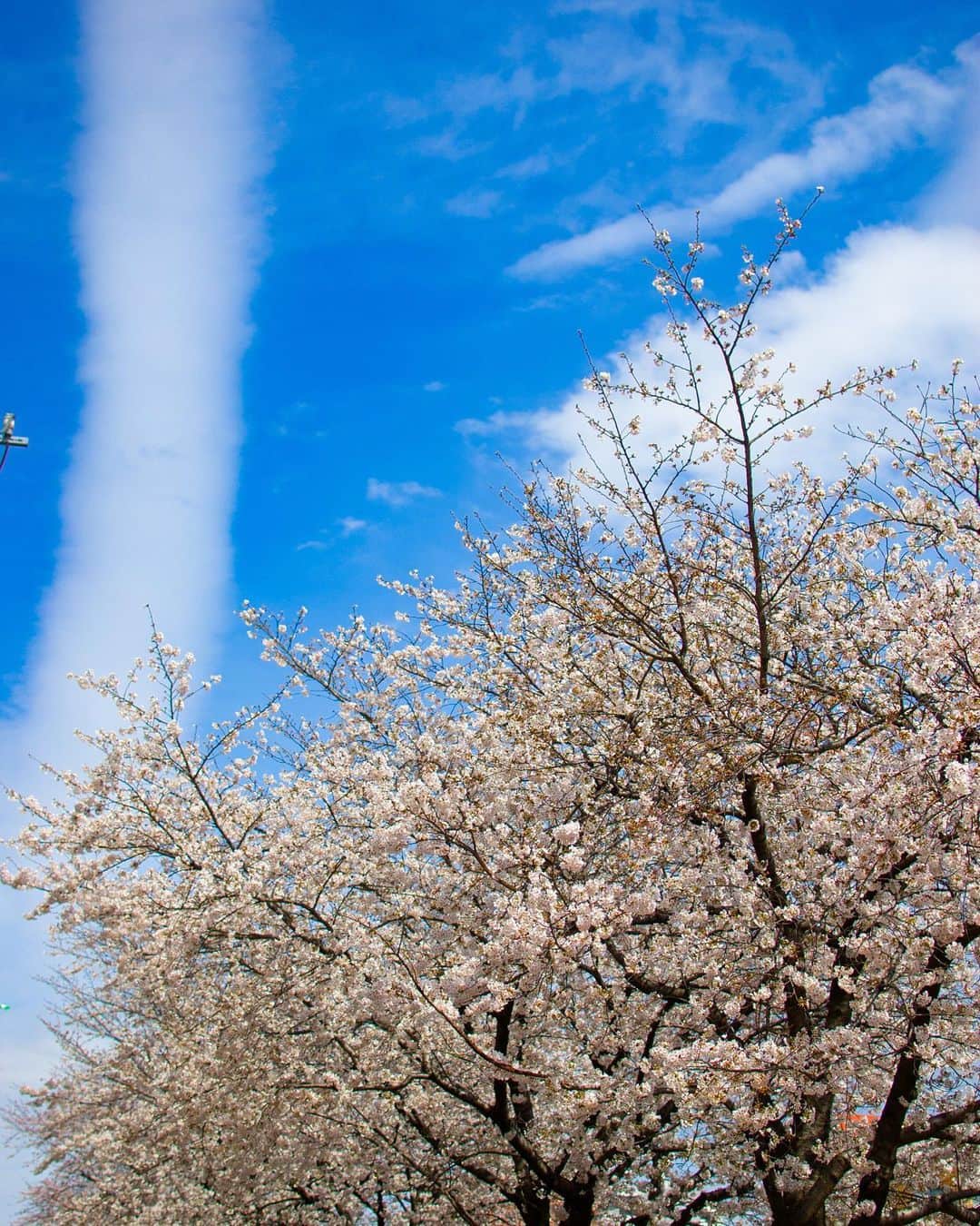 並木塔子のインスタグラム：「桜の季節が終わりそうですね🥲 つうか寒い。」