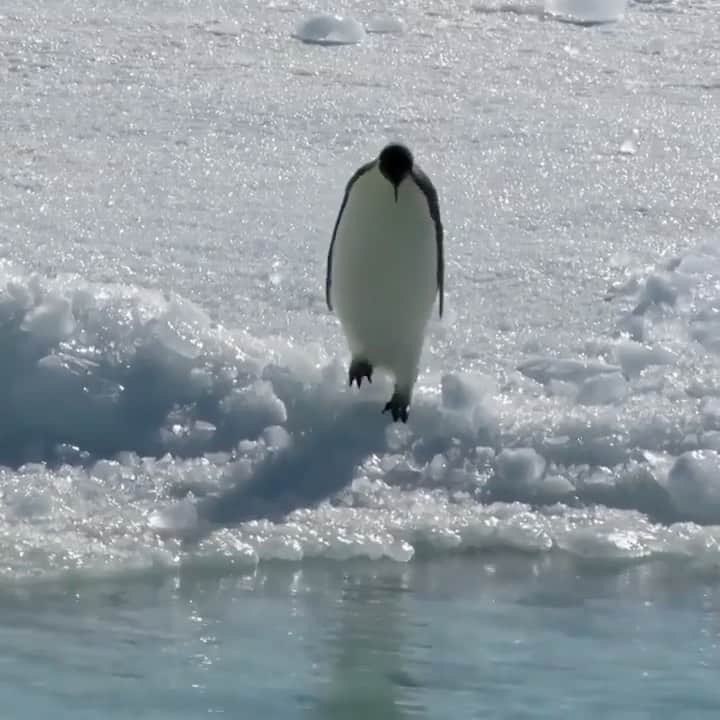 カロライナディークマンのインスタグラム：「eu te entendo,  sêu pinguim… tb tô assim!!!  bora q a segunda já chegou feito água gelada na cara」