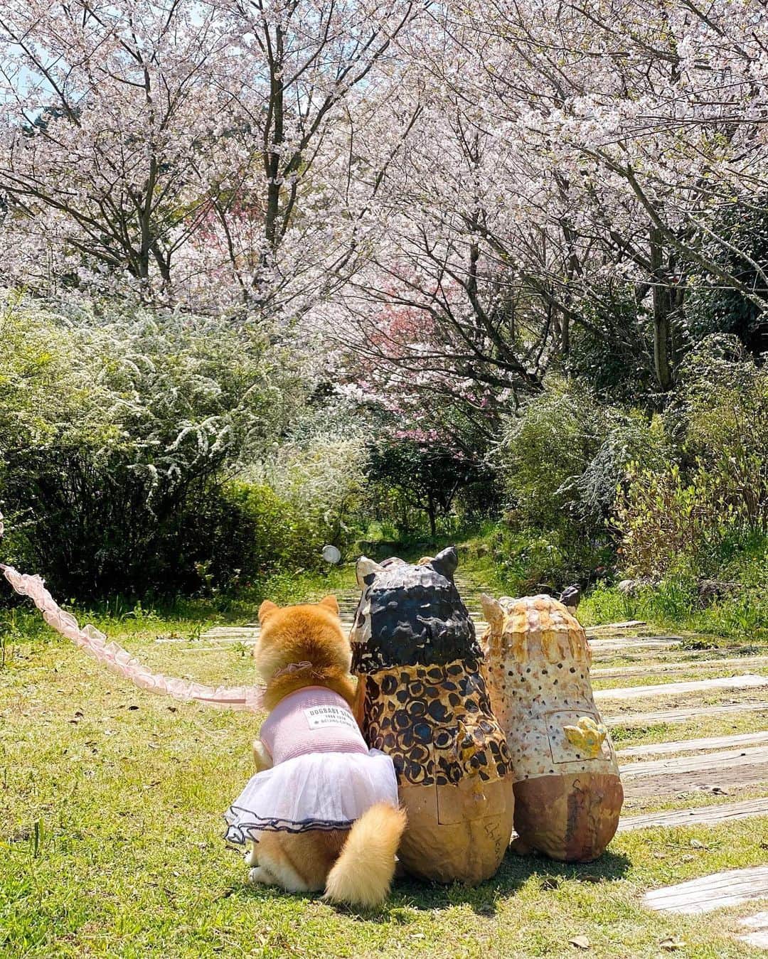 柴犬小雨さんのインスタグラム写真 - (柴犬小雨Instagram)「・ あれぇー こさめって、しばいぬだっけ しーさーだっけ ・ よくわかんないけど なんかおちつくー... ・ ・ ・ ~日曜日のお出かけPart 3~ ・ 〝櫻2“でランチした後はお庭をお散歩したよ🐕 ヤギさんにもご挨拶🐐 桜を眺めながらお山をのんびり歩きました🌸 ・ ・ ・ #shiba_snap #shibamania #petstagram #dog  #shibadog #petstagram #pet #shiba #shibainu #shibaaaaainu #shibastagram #pecoいぬ部 #dogstagram #子犬#仔犬#狗 #犬のいる暮らし #犬のいる生活 #こいぬ#いぬのきもち #豆柴#まめしば#しばいぬ #9gag #しばけん #ペット#小狗#柴犬#犬#柴犬小雨#シバイヌ」4月5日 7時29分 - fuji_jun1205