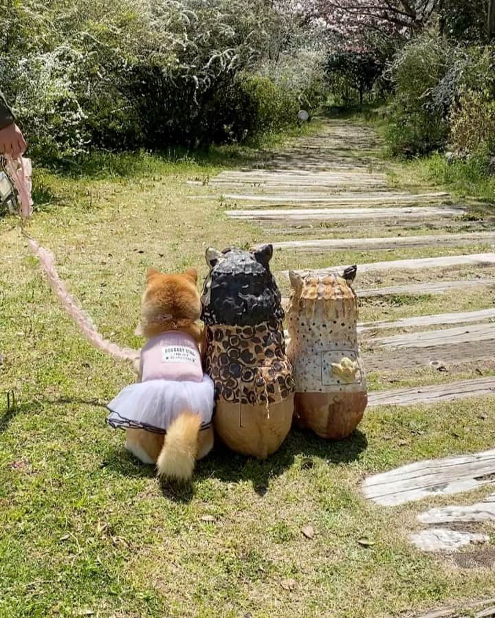 柴犬小雨のグルメインスタ