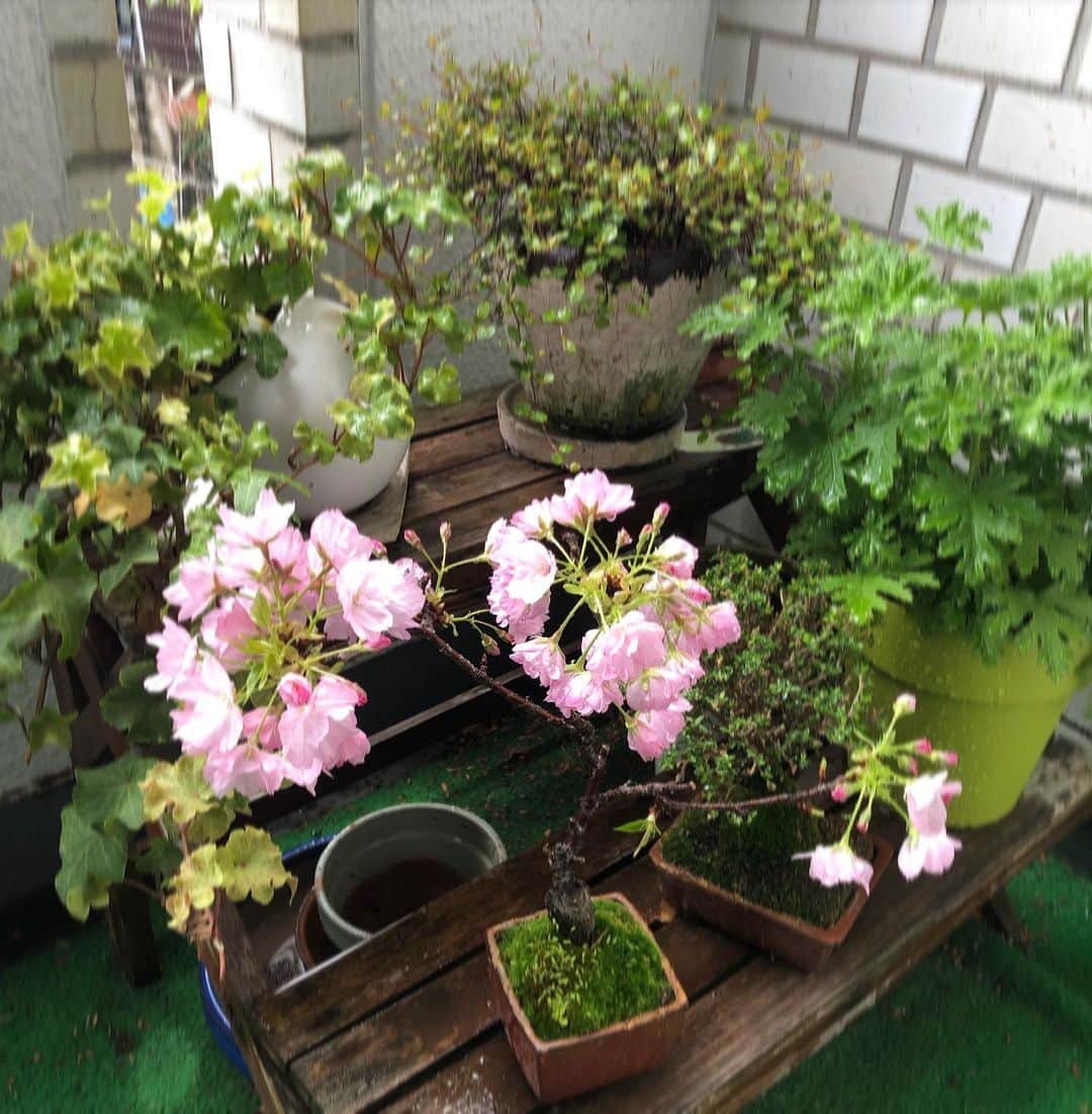 のインスタグラム：「我が家の盆栽桜ちゃん 今年は元気に咲きました🌸」