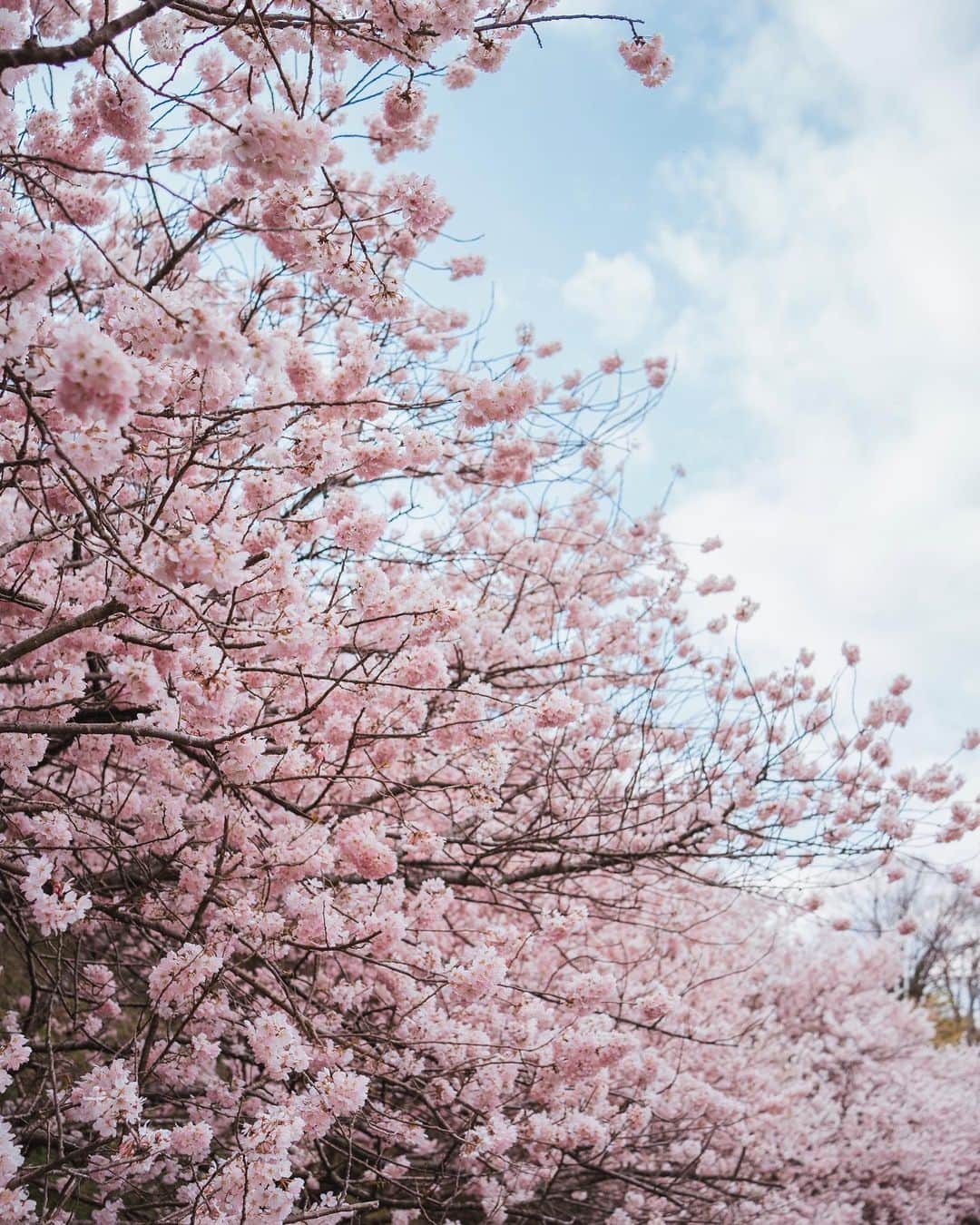 森下愛里沙(もりしたありさ) さんのインスタグラム写真 - (森下愛里沙(もりしたありさ) Instagram)「ㅤㅤㅤㅤㅤㅤㅤㅤㅤㅤㅤㅤㅤ ㅤㅤㅤㅤㅤㅤㅤㅤㅤㅤㅤㅤㅤ ㅤㅤㅤㅤㅤㅤㅤㅤㅤㅤㅤㅤㅤ お久しぶりの投稿✏︎ ㅤㅤㅤㅤㅤㅤㅤㅤㅤㅤㅤㅤㅤ ㅤㅤㅤㅤㅤㅤㅤㅤㅤㅤㅤㅤㅤ もう4月に入ったんですね🌸🌸 少し前に桜を見に行ってきました。 満開でとっても綺麗でした〜 ㅤㅤㅤㅤㅤㅤㅤㅤㅤㅤㅤㅤㅤ ㅤㅤㅤㅤㅤㅤㅤㅤㅤㅤㅤㅤㅤ セーラー服に桜 なんだか学生時代を思い出しました(笑 ㅤㅤㅤㅤㅤㅤㅤㅤㅤㅤㅤㅤㅤ ㅤㅤㅤㅤㅤㅤㅤㅤㅤㅤㅤㅤㅤ ㅤㅤㅤㅤㅤㅤㅤㅤㅤㅤㅤㅤㅤ ㅤㅤㅤㅤㅤㅤㅤㅤㅤㅤㅤㅤㅤ #桜 #さくら #東京桜 #桜フォト #撮影 #桜並木 #桜道 #ロングヘア  #ポトレ女子 #その瞬間に物語を #何気ない瞬間を残したい #風景写真 #お花見 #like4likes #l4l #instagood #instalike #セーラー服 #ポートレート #sakura #攝影 #旅遊攝影 #拍攝 #寫真 #人像攝影 #拍照」4月5日 20時53分 - mini.ari