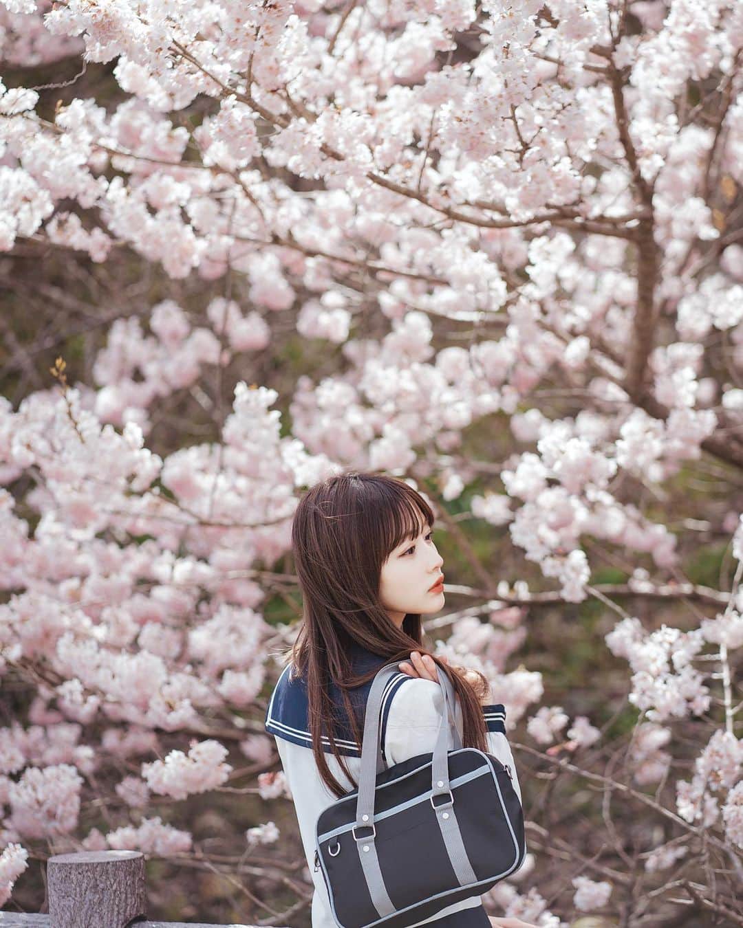 森下愛里沙(もりしたありさ) さんのインスタグラム写真 - (森下愛里沙(もりしたありさ) Instagram)「ㅤㅤㅤㅤㅤㅤㅤㅤㅤㅤㅤㅤㅤ ㅤㅤㅤㅤㅤㅤㅤㅤㅤㅤㅤㅤㅤ ㅤㅤㅤㅤㅤㅤㅤㅤㅤㅤㅤㅤㅤ お久しぶりの投稿✏︎ ㅤㅤㅤㅤㅤㅤㅤㅤㅤㅤㅤㅤㅤ ㅤㅤㅤㅤㅤㅤㅤㅤㅤㅤㅤㅤㅤ もう4月に入ったんですね🌸🌸 少し前に桜を見に行ってきました。 満開でとっても綺麗でした〜 ㅤㅤㅤㅤㅤㅤㅤㅤㅤㅤㅤㅤㅤ ㅤㅤㅤㅤㅤㅤㅤㅤㅤㅤㅤㅤㅤ セーラー服に桜 なんだか学生時代を思い出しました(笑 ㅤㅤㅤㅤㅤㅤㅤㅤㅤㅤㅤㅤㅤ ㅤㅤㅤㅤㅤㅤㅤㅤㅤㅤㅤㅤㅤ ㅤㅤㅤㅤㅤㅤㅤㅤㅤㅤㅤㅤㅤ ㅤㅤㅤㅤㅤㅤㅤㅤㅤㅤㅤㅤㅤ #桜 #さくら #東京桜 #桜フォト #撮影 #桜並木 #桜道 #ロングヘア  #ポトレ女子 #その瞬間に物語を #何気ない瞬間を残したい #風景写真 #お花見 #like4likes #l4l #instagood #instalike #セーラー服 #ポートレート #sakura #攝影 #旅遊攝影 #拍攝 #寫真 #人像攝影 #拍照」4月5日 20時53分 - mini.ari