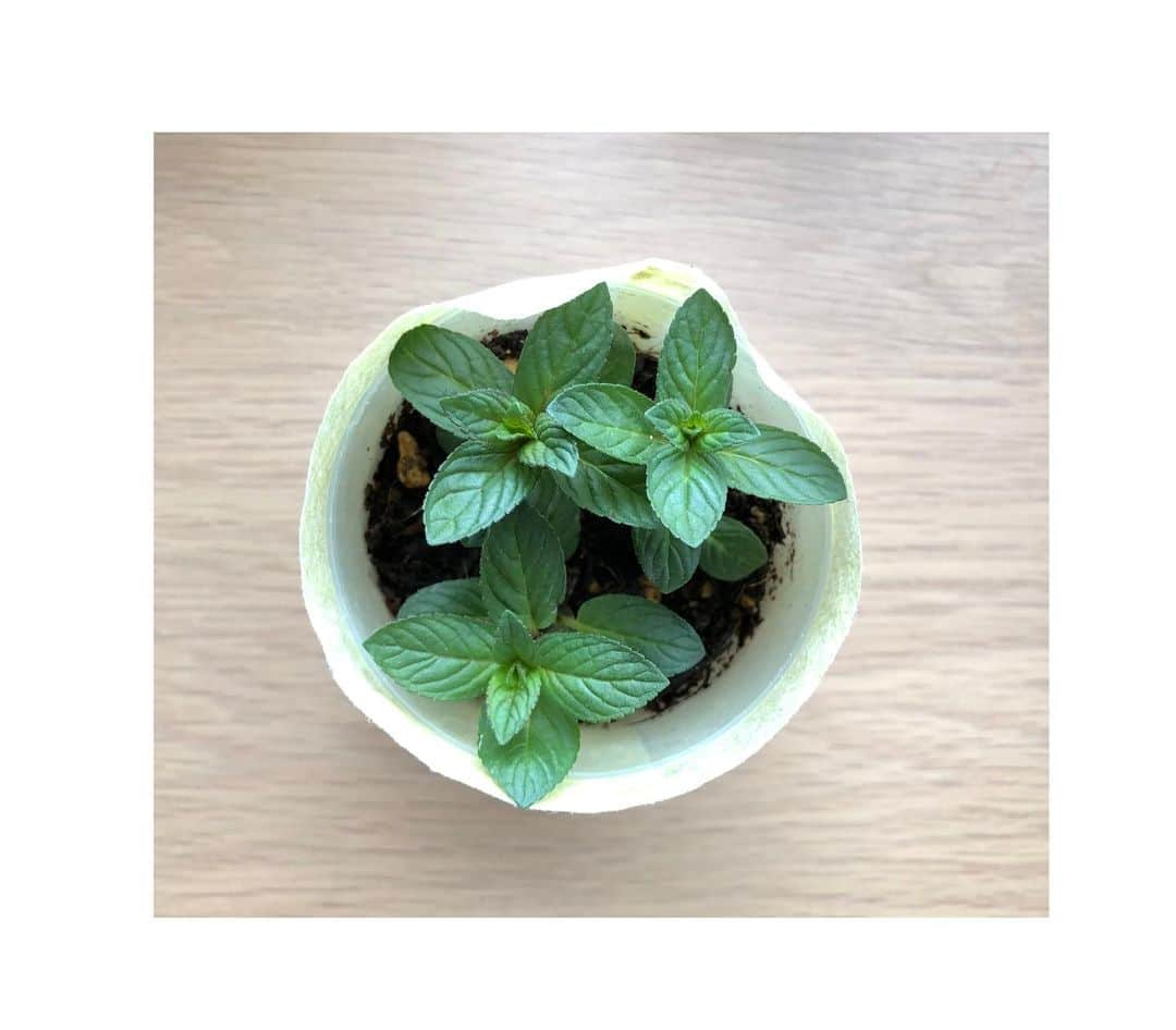 與猶茉穂のインスタグラム：「ペパーミントをわけていただきました🌿  きょうからわが家のベランダ菜園に 仲間入りです🌱🌸🌱  #ペパーミント」