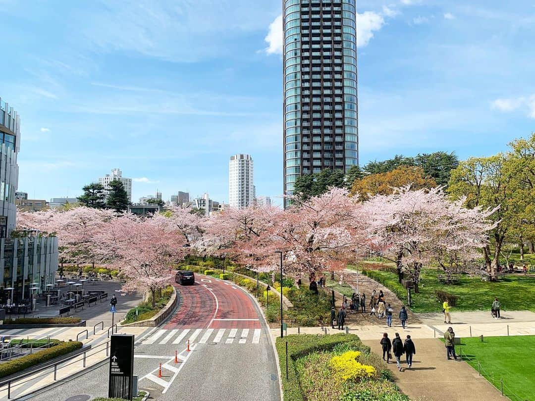 野村彩也子さんのインスタグラム写真 - (野村彩也子Instagram)「東京ミッドタウン🌸 絵のように綺麗でした…🖼  ピンクと緑と青。」4月5日 20時01分 - nomurasayako