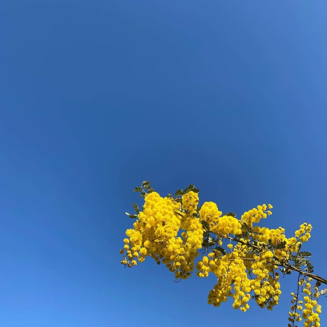 板谷由夏 さんのインスタグラム写真 - (板谷由夏 Instagram)「青い空、黄色のミモザ🇺🇦 ちびたち、明日から新学期！ 新しい毎日！ いざ、大人も励みましょうぞ！」4月5日 20時16分 - yukaitaya