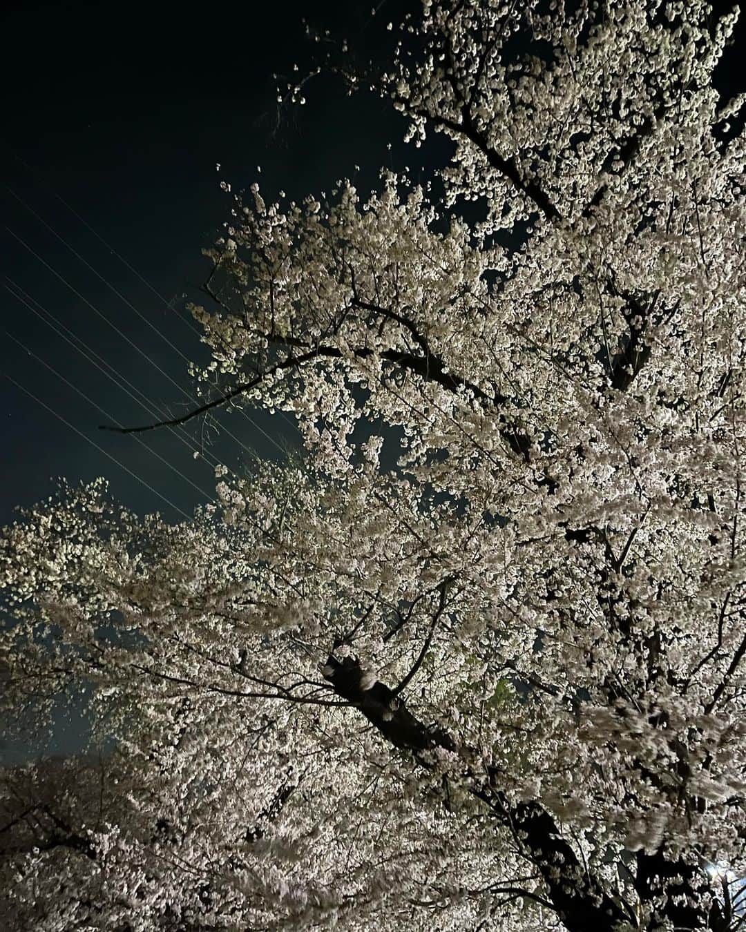 迫田孝也のインスタグラム：「今年はいつもより桜を楽しめたな。 撮影続くよ、もう少しお待ちあれ〜 #夜桜 #今日も一日 #おやっとさぁ」