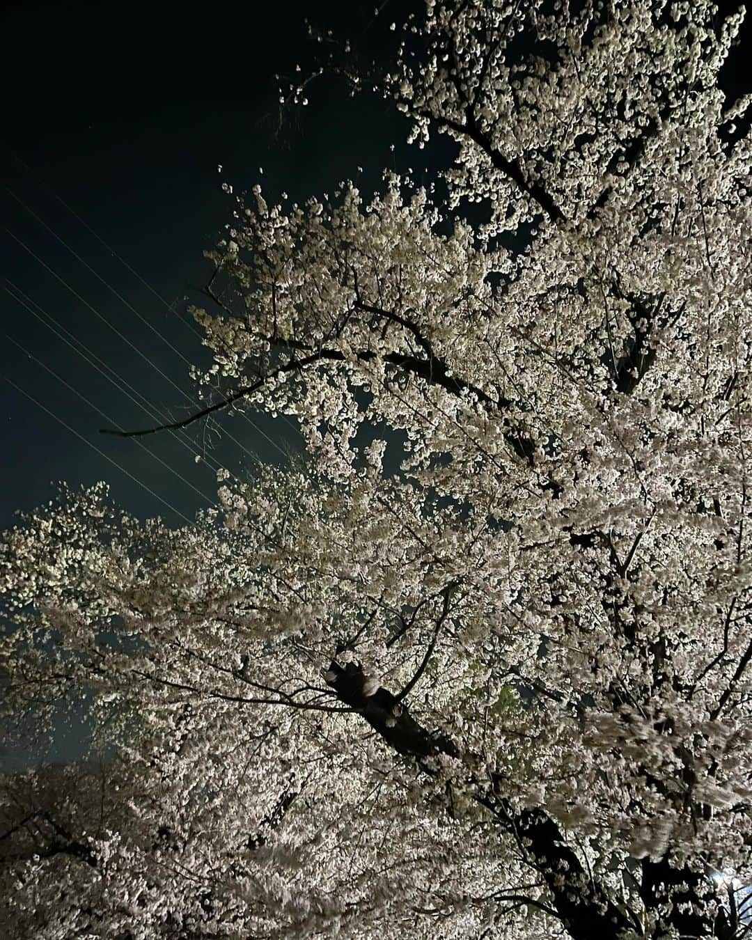 迫田孝也さんのインスタグラム写真 - (迫田孝也Instagram)「今年はいつもより桜を楽しめたな。 撮影続くよ、もう少しお待ちあれ〜 #夜桜 #今日も一日 #おやっとさぁ」4月5日 20時33分 - takaya_sakoda