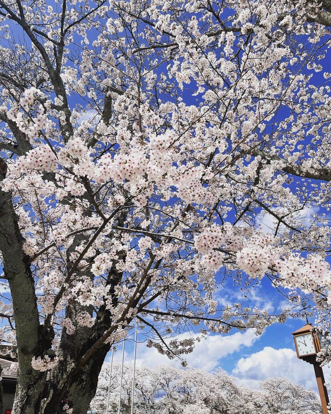 のインスタグラム：「🌸 最近少し疲れやすく気分もあまり良くなかったのですが、実家はやはり英気を養えますね☺️  ナウさんと一緒に桜を見に行き、 ナウさんと一緒に日向ぼっこをして 幸せです🐶☀️ ずーーっとここにいたい…笑｡｡｡  皆さんもホッとできる時間を持って穏やかに過ごせますように…🌸  #桜#ミニチュアシュナウザー #中津川」