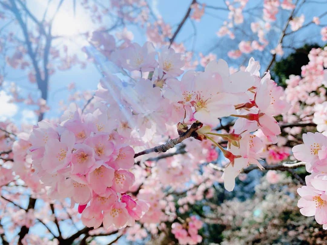 秋山希望のインスタグラム：「. 今日からプロテスト✨  受験生の桜が咲きます様に🌸」